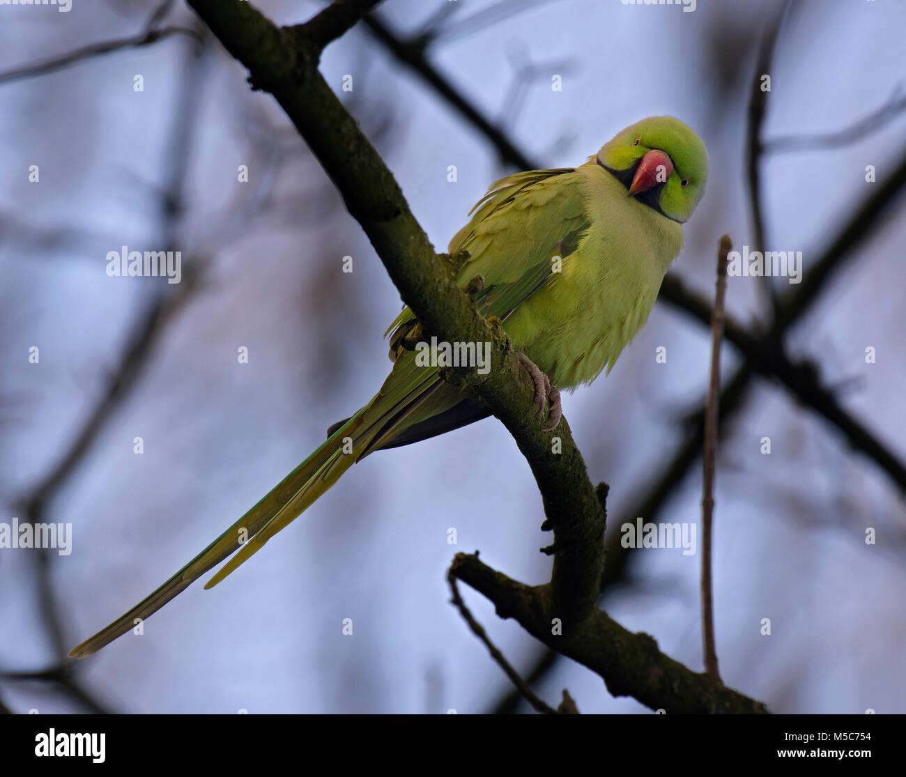 Ring Necked Parakeet, Rose-ringed parakeet, Psittacula Kramer, in einem Baum, Stanley Park, Blackpool, Lancashire, Großbritannien thront. Stockfoto