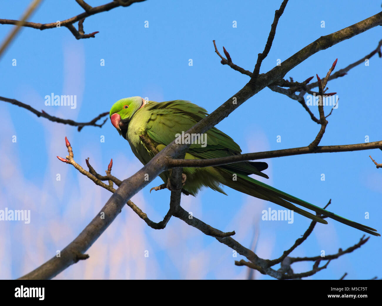 Ring Necked Parakeet, Rose-ringed parakeet, Psittacula Kramer, in einem Baum, Stanley Park, Blackpool, Lancashire, Großbritannien thront. Stockfoto