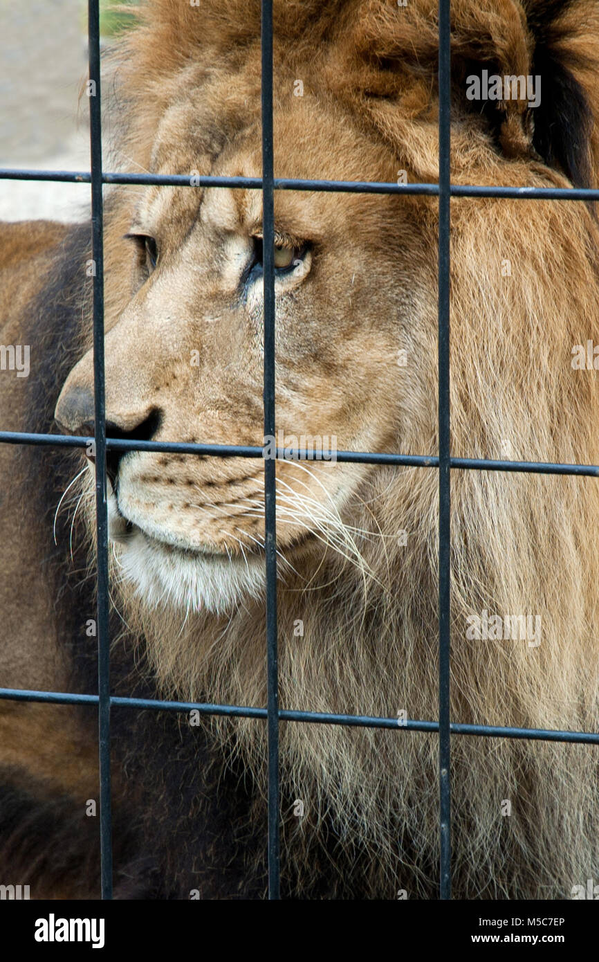 Porträt eines traurigen eingesperrter Löwe im Zoo Stockfoto