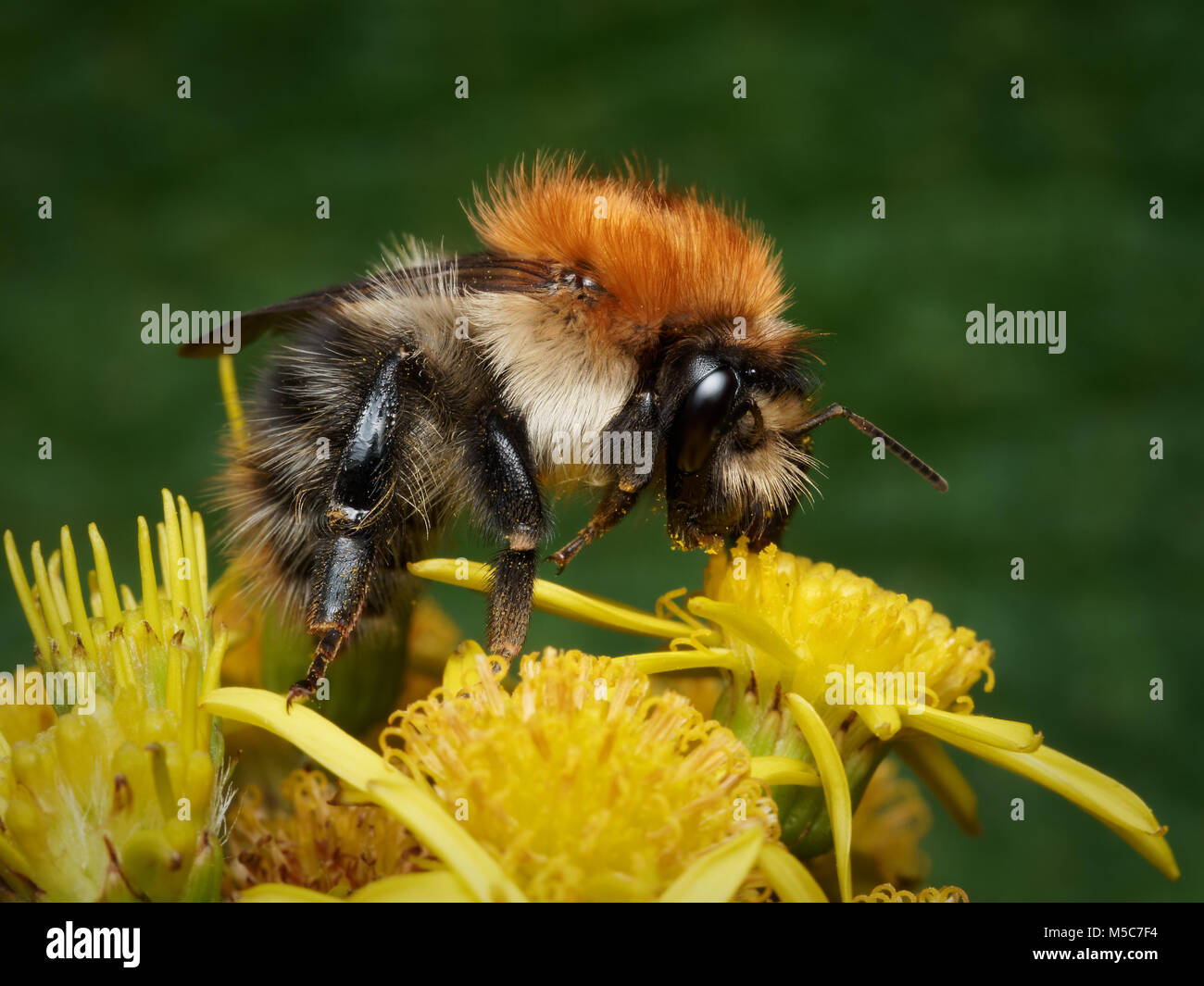 Gemeinsame Carder Biene (Bombus pascuorum) Fütterung auf Ragwort. Tipperary, Irland. Stockfoto