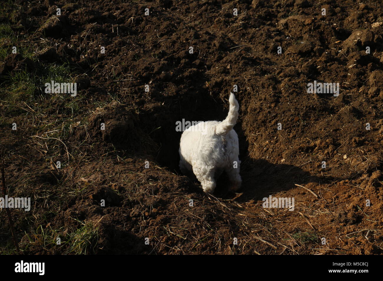 West Highland Terrier Suchen in die Öffnung im Boden im Bereich von hinten Blickwinkel. Stockfoto