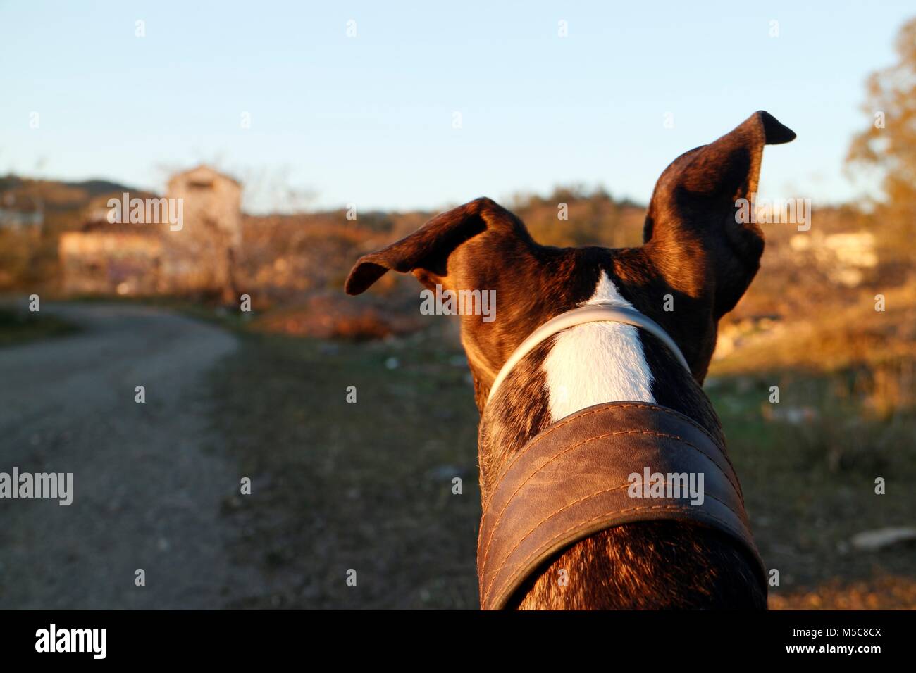 Greyhound Suche in Entfernung in Spanisch Landschaft von hinten Blickwinkel. Stockfoto