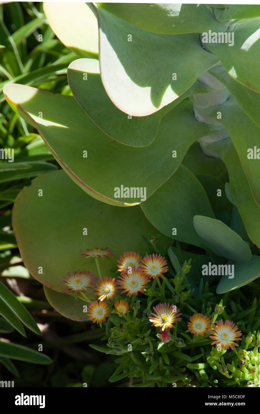 Pflanzmaschine mit Sukkulenten einschließlich Kalanchoe, Delospermum und Gasteria Stockfoto