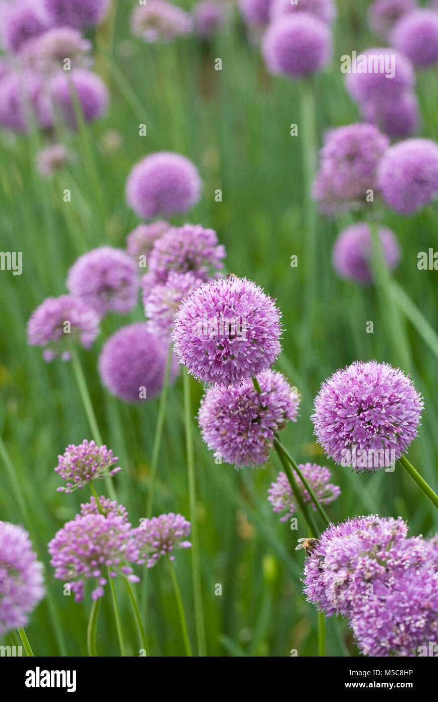 Allium cepa. Allium 'Quattro' Blüte im Garten. Stockfoto