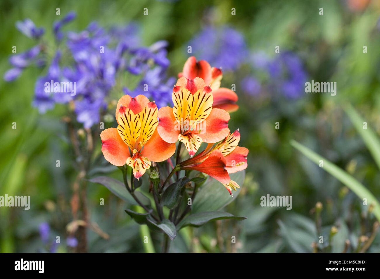 Alstroemeria 'Summer Breeze' in einem staudenbeet. Stockfoto