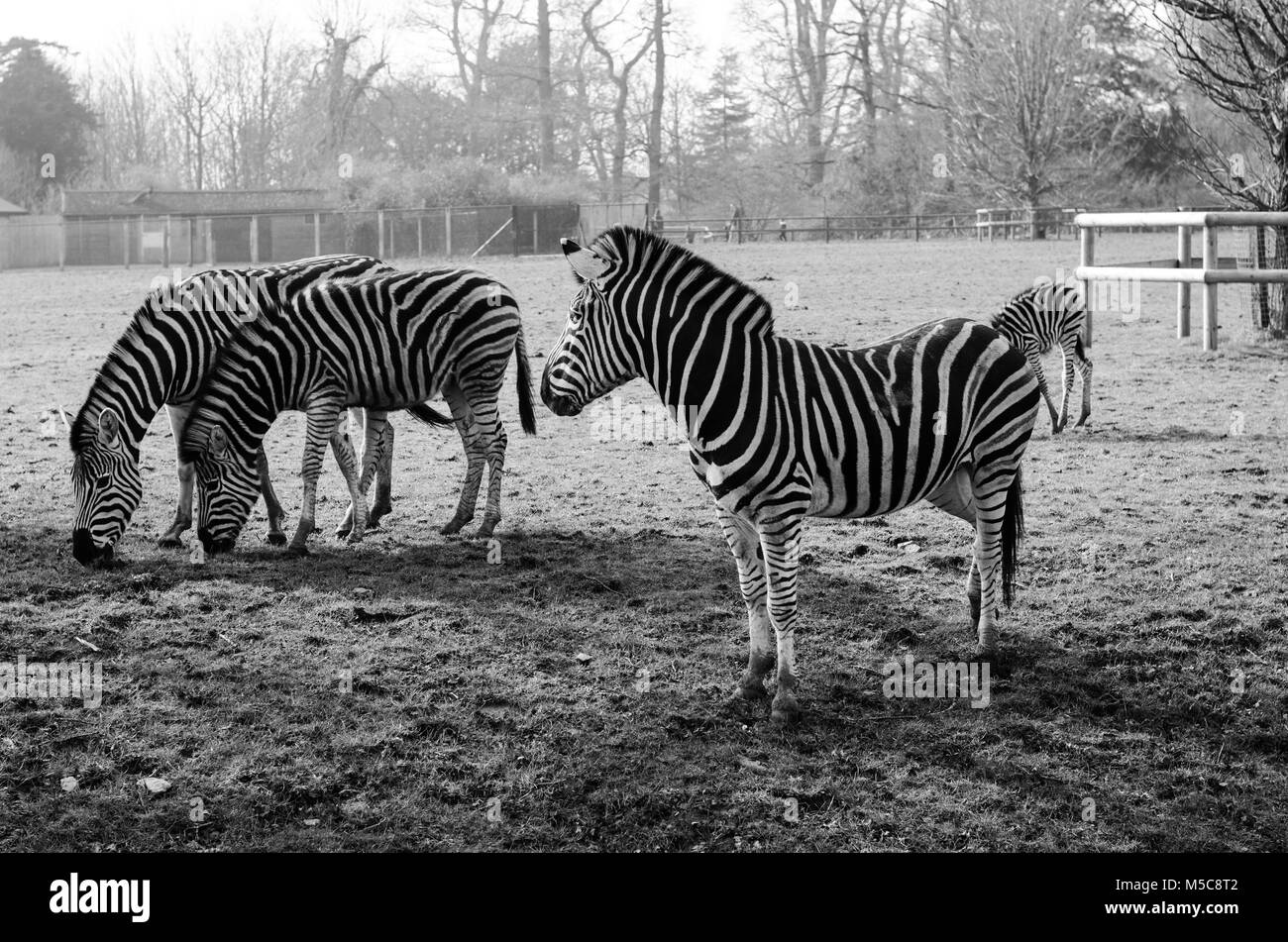 Zebras in Cotswold Wildlife Park Stockfoto