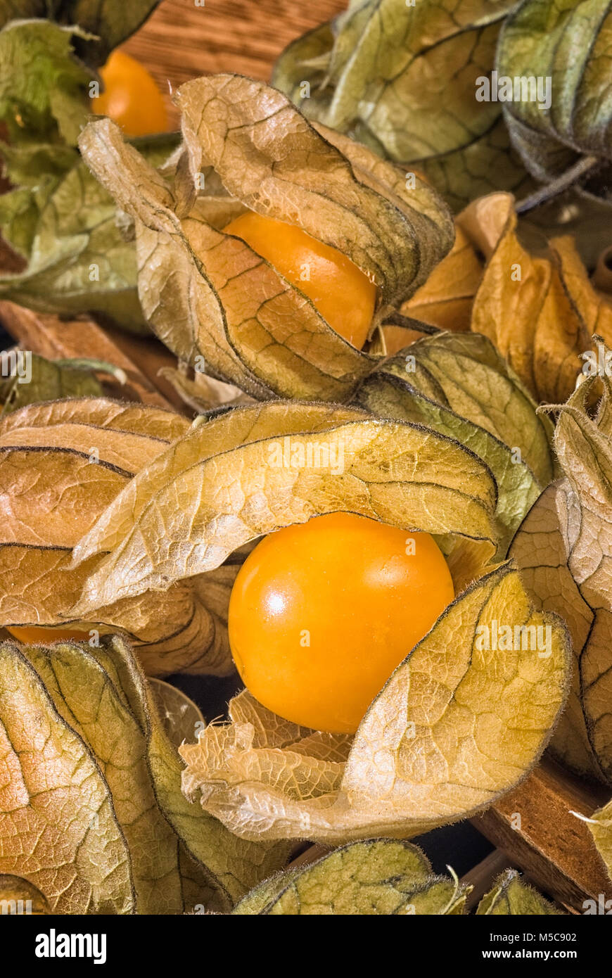 Physalis Früchte (Physalis rubro) auch als Kap Stachelbeeren, Uchuva oder gold Beeren. Pflanzen mit essbaren Früchten heimisch in Peru. Stockfoto