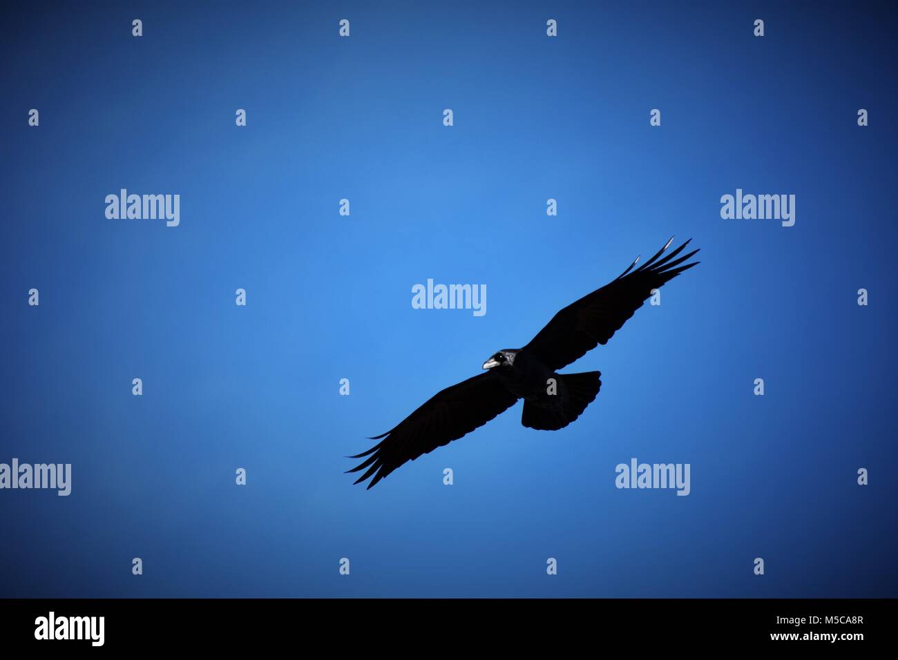 Krähe fliegt durch den blauen Himmel Stockfoto