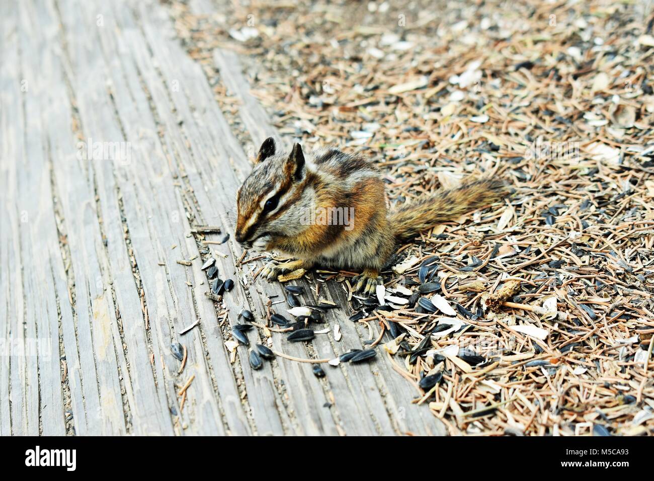 Streifenhörnchen kaute Stockfoto
