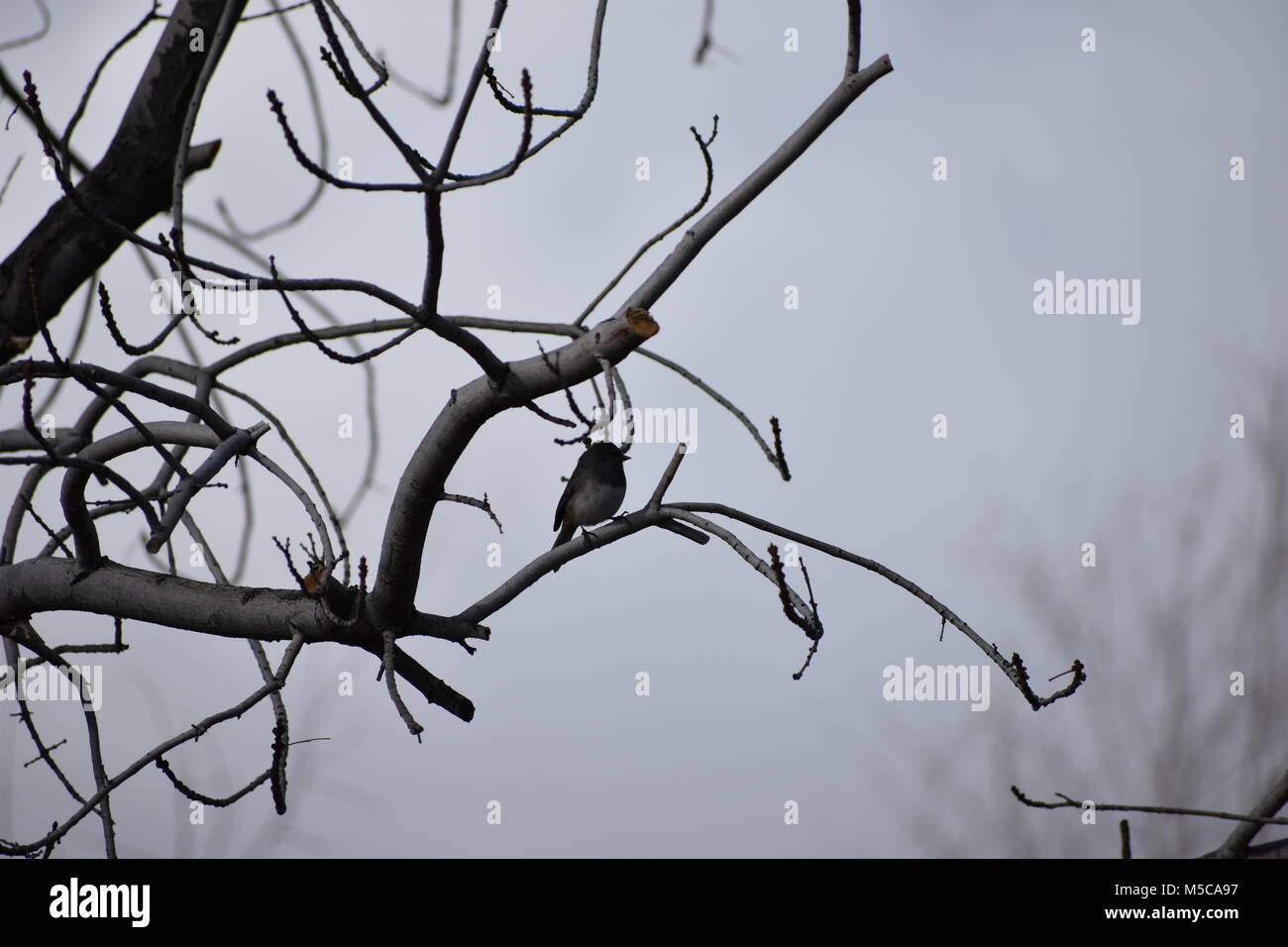 Kleine Vogel auf dem Baum Stockfoto
