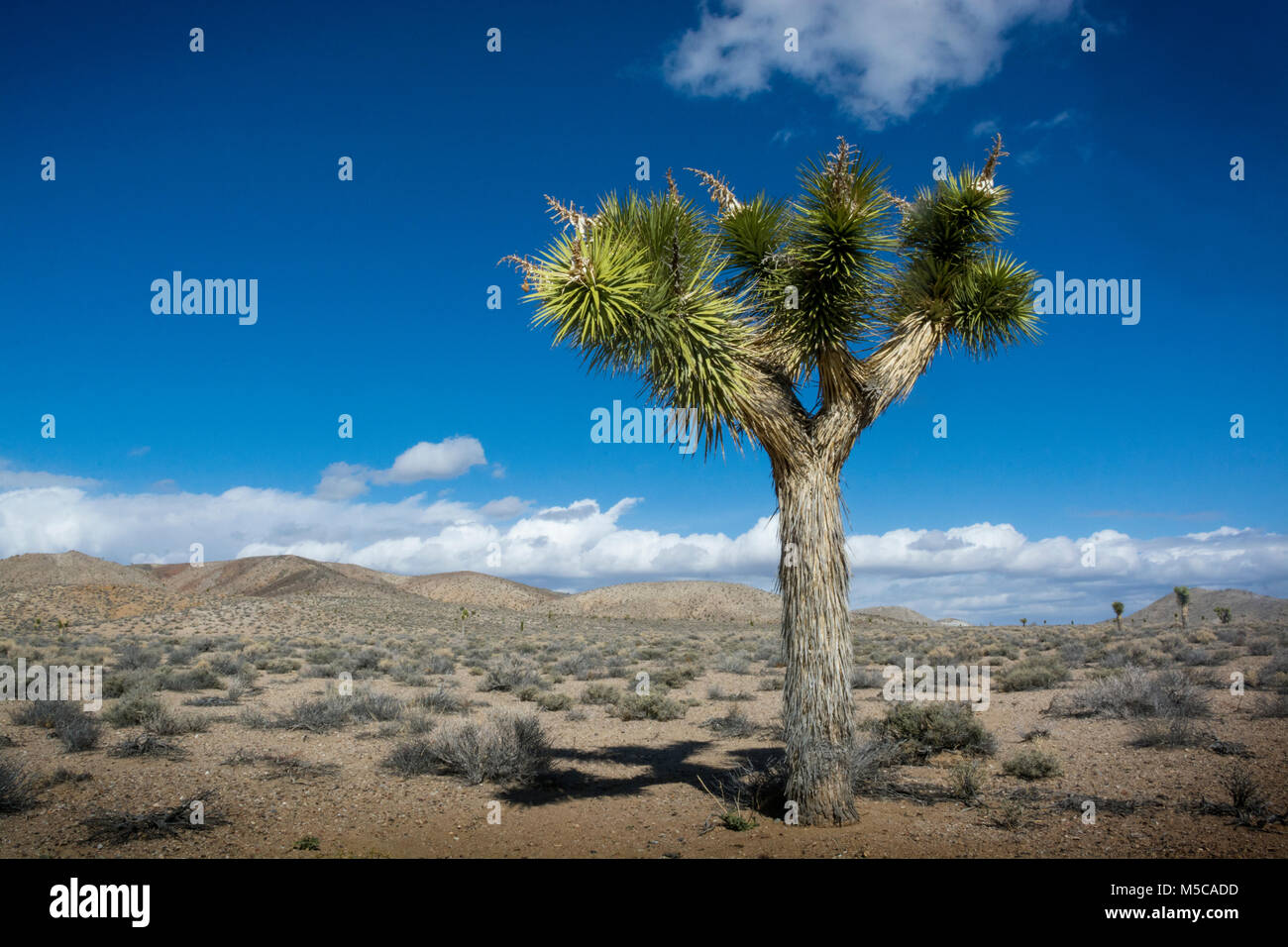 Joshua Tree, Kalifornien Stockfoto