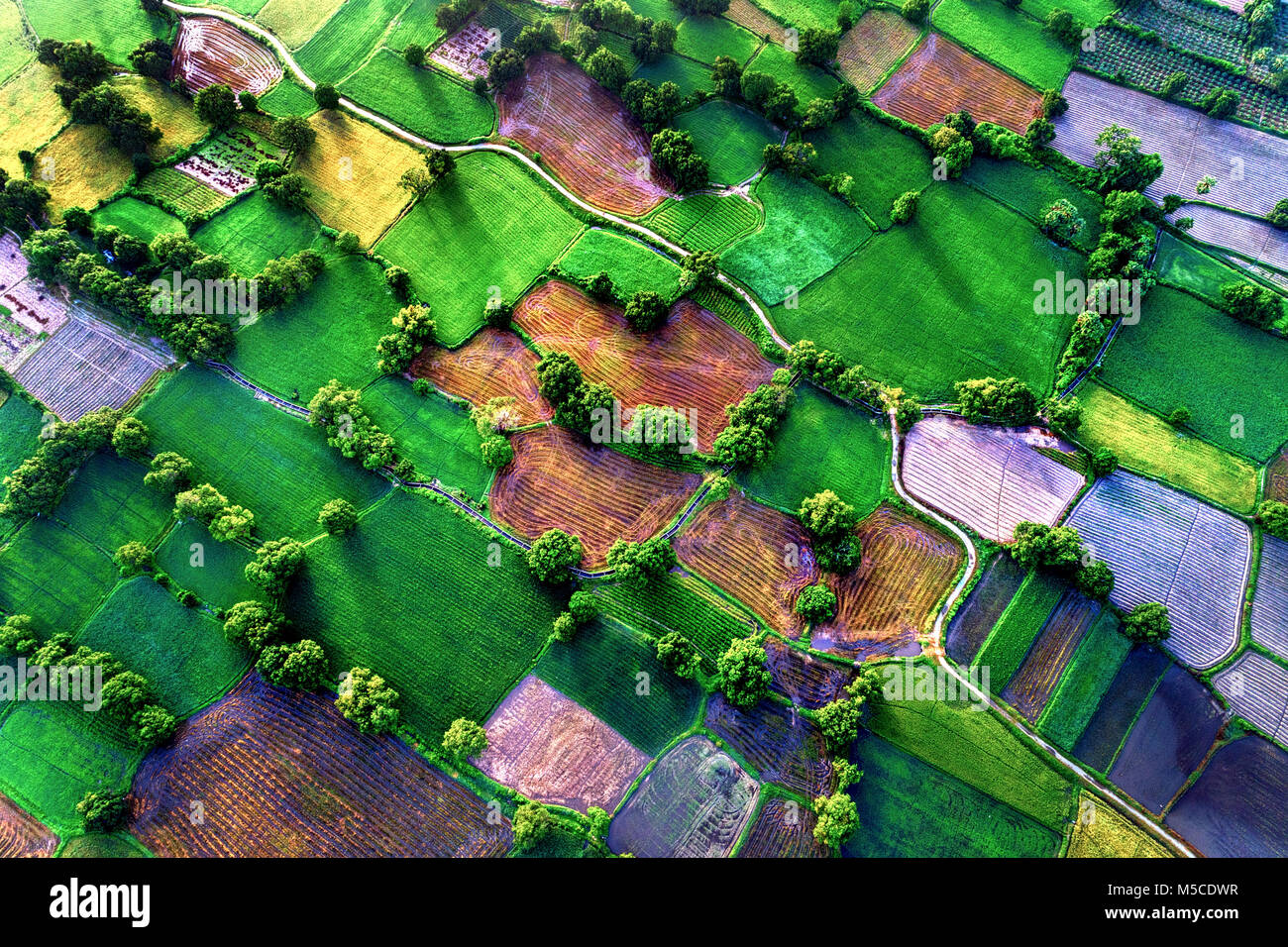 Reisfeld im Mekong Delta, ein Giang, Vietnam. Ta Pa Reisfeld Stockfoto