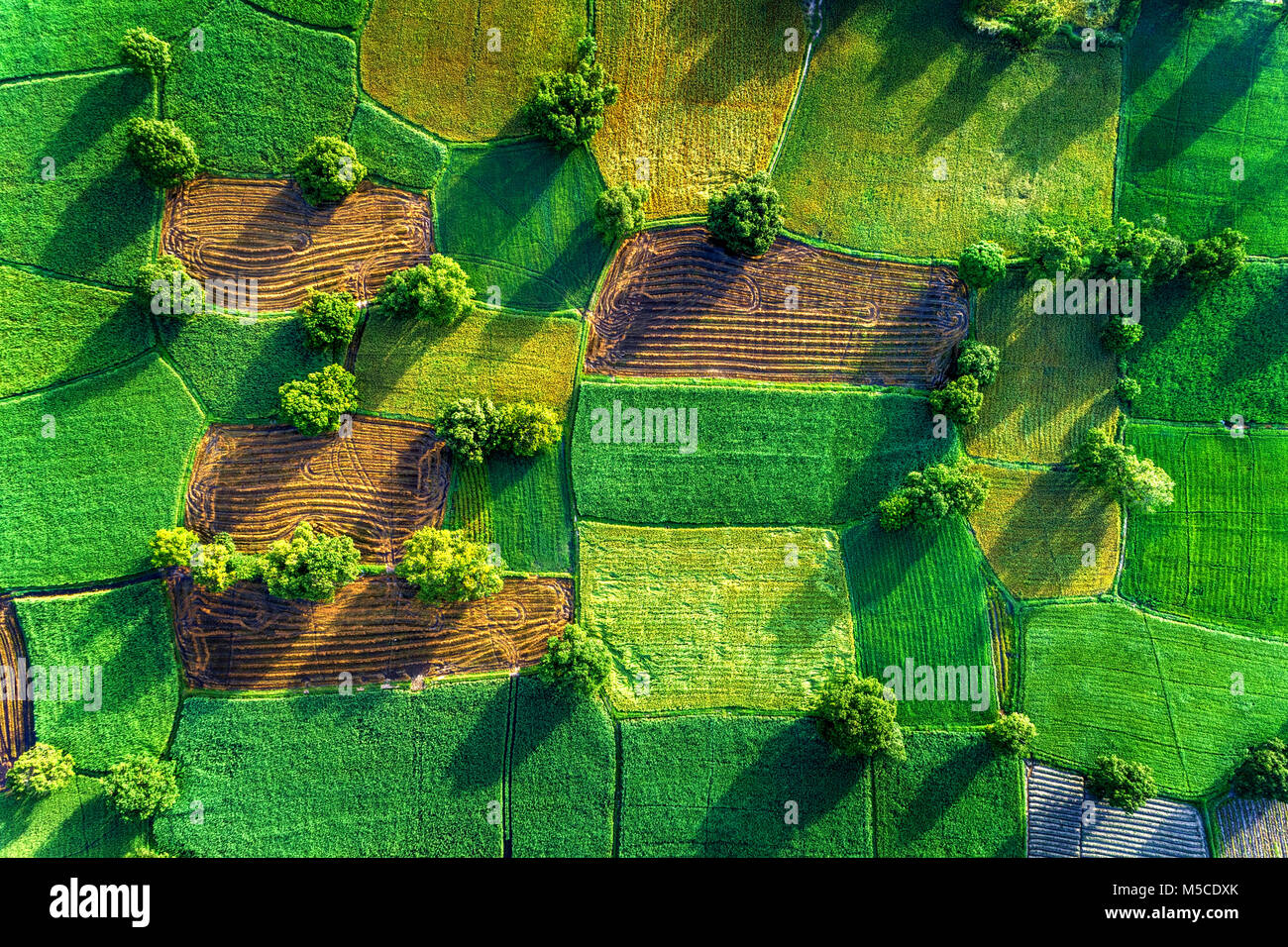 Reisfeld im Mekong Delta, ein Giang, Vietnam. Ta Pa Reisfeld Stockfoto