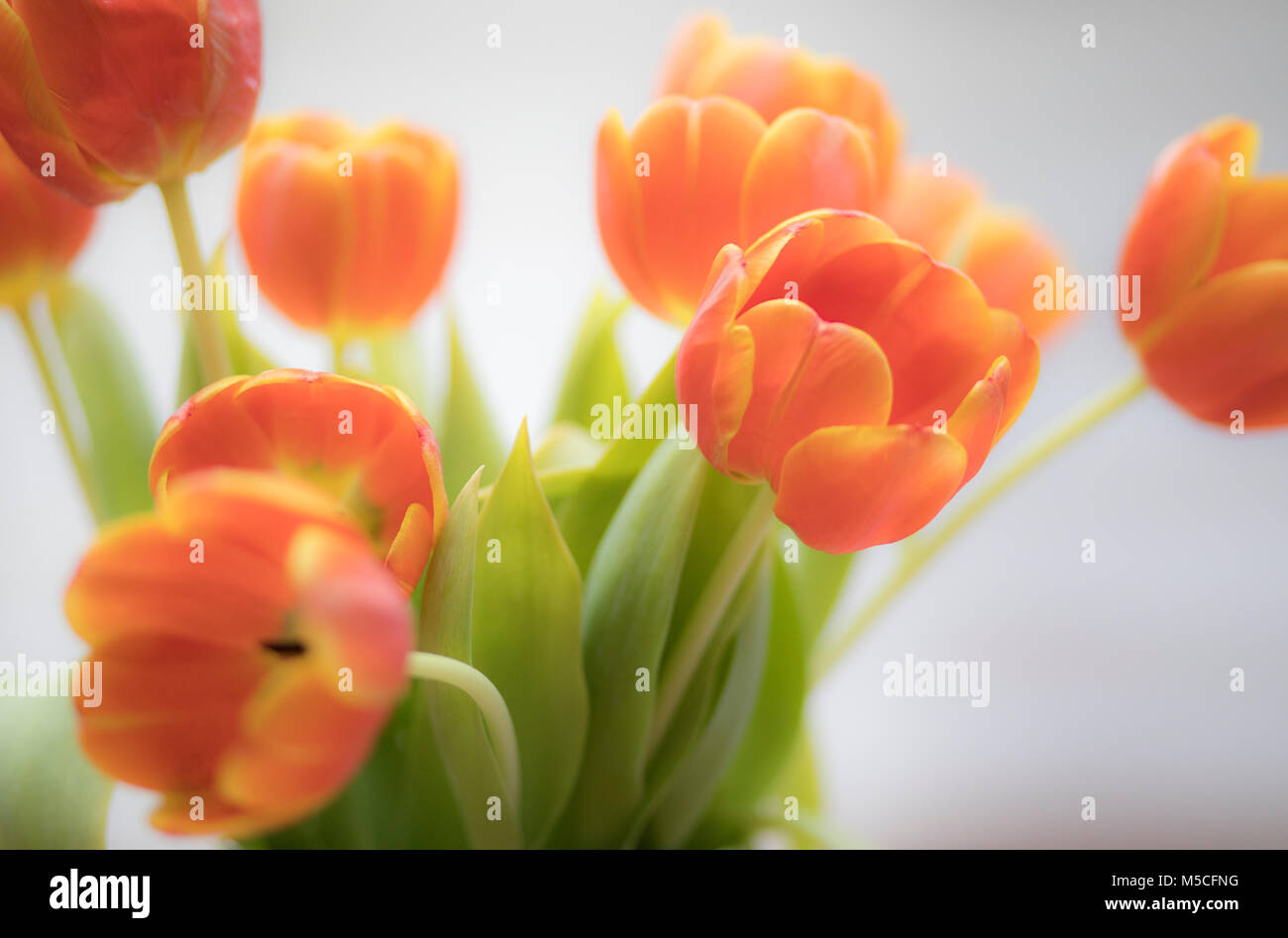 Ein Stilleben Bild aus einem Bündel von orange Tulpen schossen mit kurzen Tiefenschärfe. Stockfoto