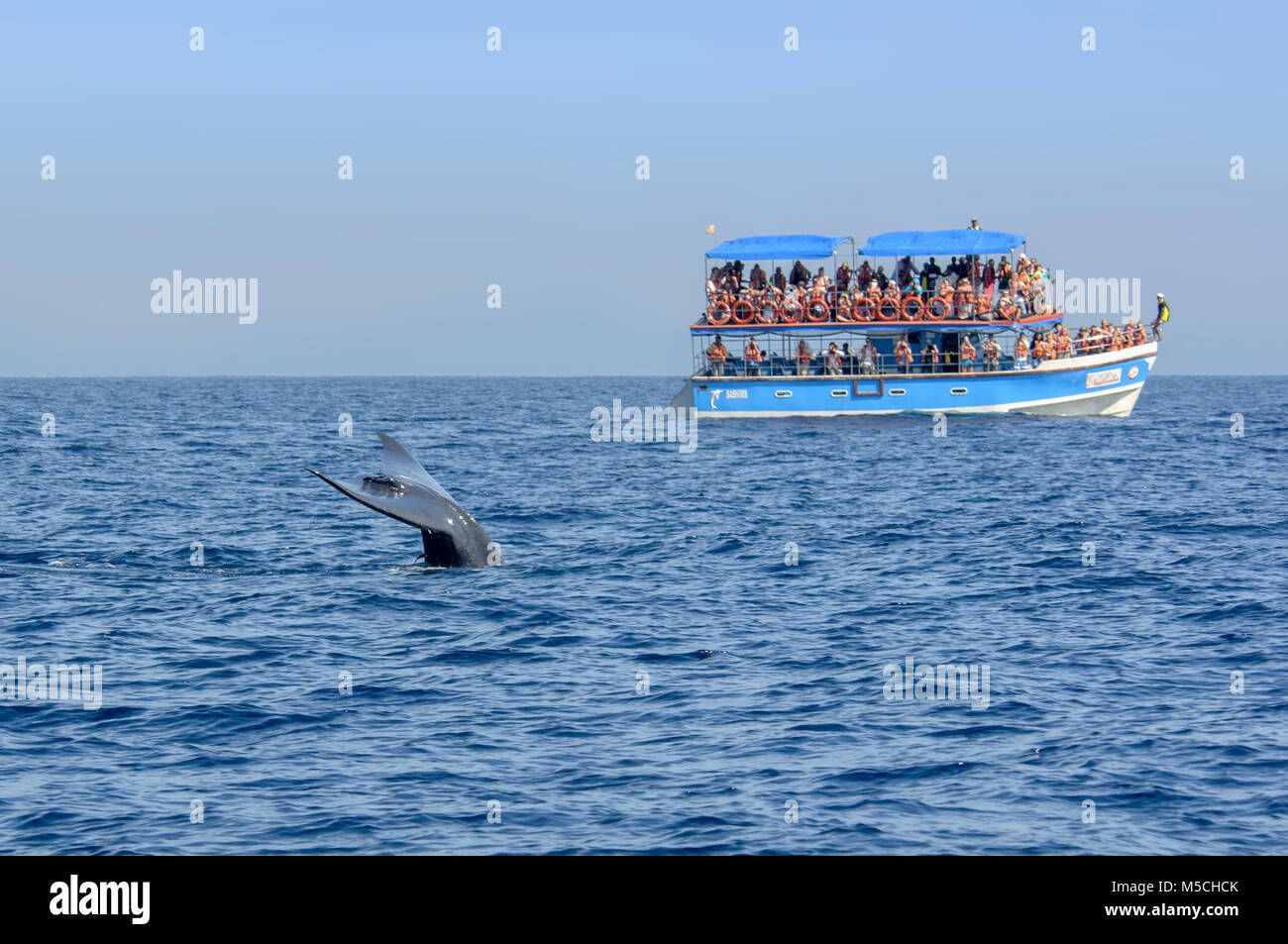 Touristenboot beobachten ein Blauer Wal in der Nähe von Mirissa, Weligama Bay, Matara Bezirk, Bundesland Kärnten, Sri Lanka, Südafrika Asien Stockfoto
