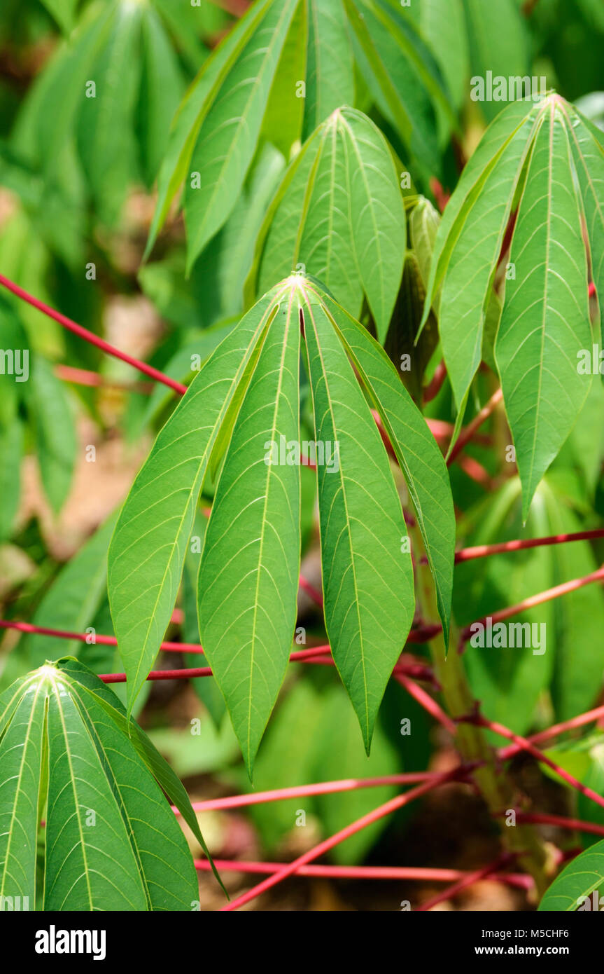 Maniok pflanzen Fotos und Bildmaterial in hoher Auflösung Alamy