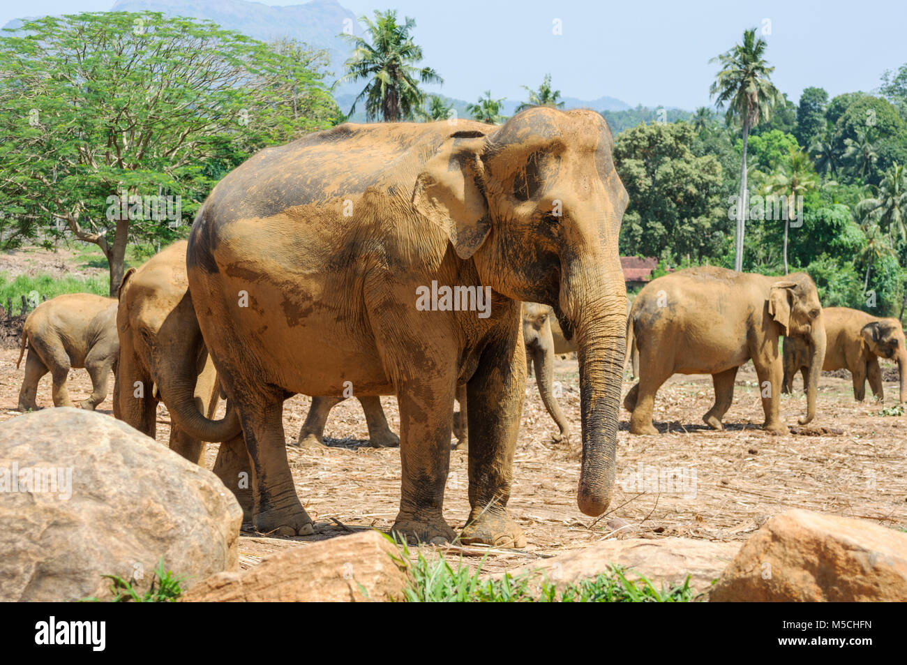 Die asiatischen Elefanten (Elephas maximus) an der Pinnawala Elefanten Waisenhaus in der Nähe von Lima, Kärnten Provinz, Sri Lanka, Südafrika Asien Stockfoto