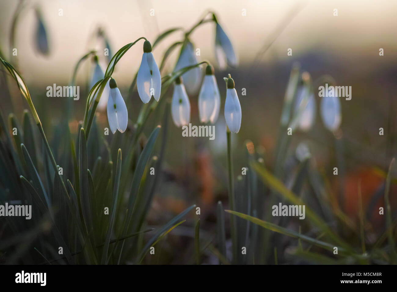 Schneeglockchen Fruhlingsblumen Zarte Schneeglockchen Blute Ist