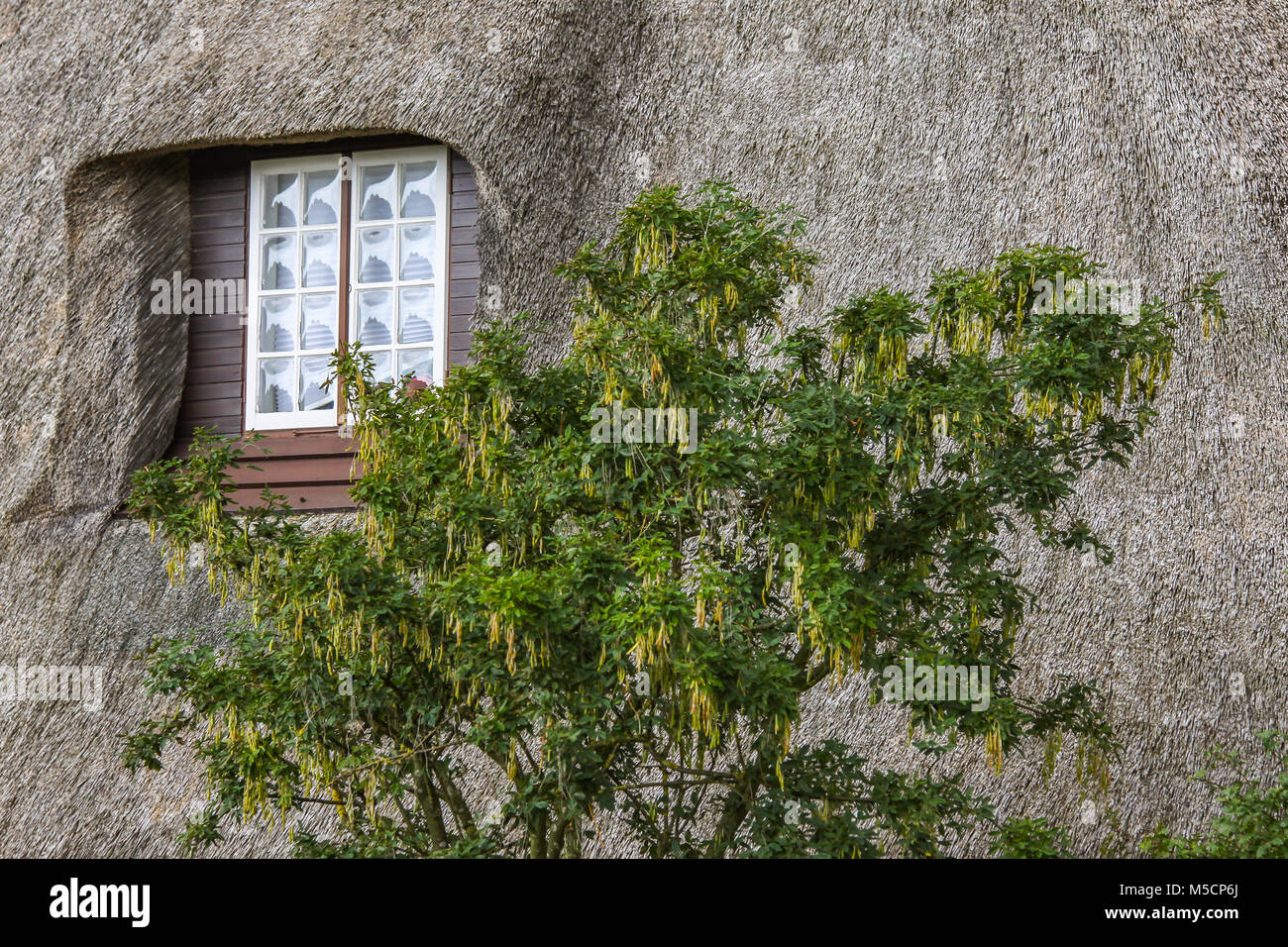 Reetgedeckte Haus im Dorf Keitum auf der nordfriesischen Insel Sylt, Deutschland Stockfoto