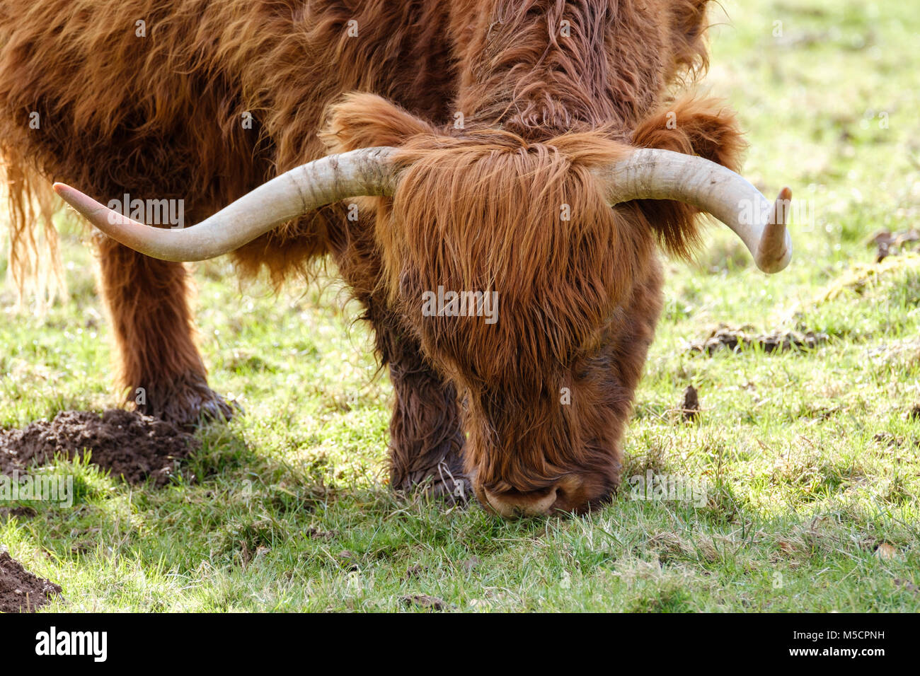 HIGHLAND CATTLE IN WINTERMÄNTEL, Tidenham, Gloucestershire England Großbritannien Stockfoto