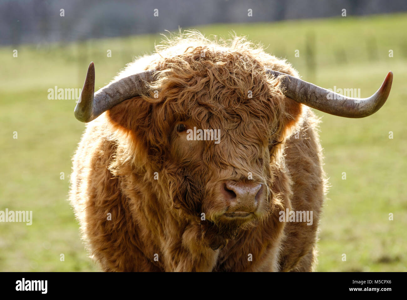 HIGHLAND CATTLE IN WINTERMÄNTEL, Tidenham, Gloucestershire England Großbritannien Stockfoto