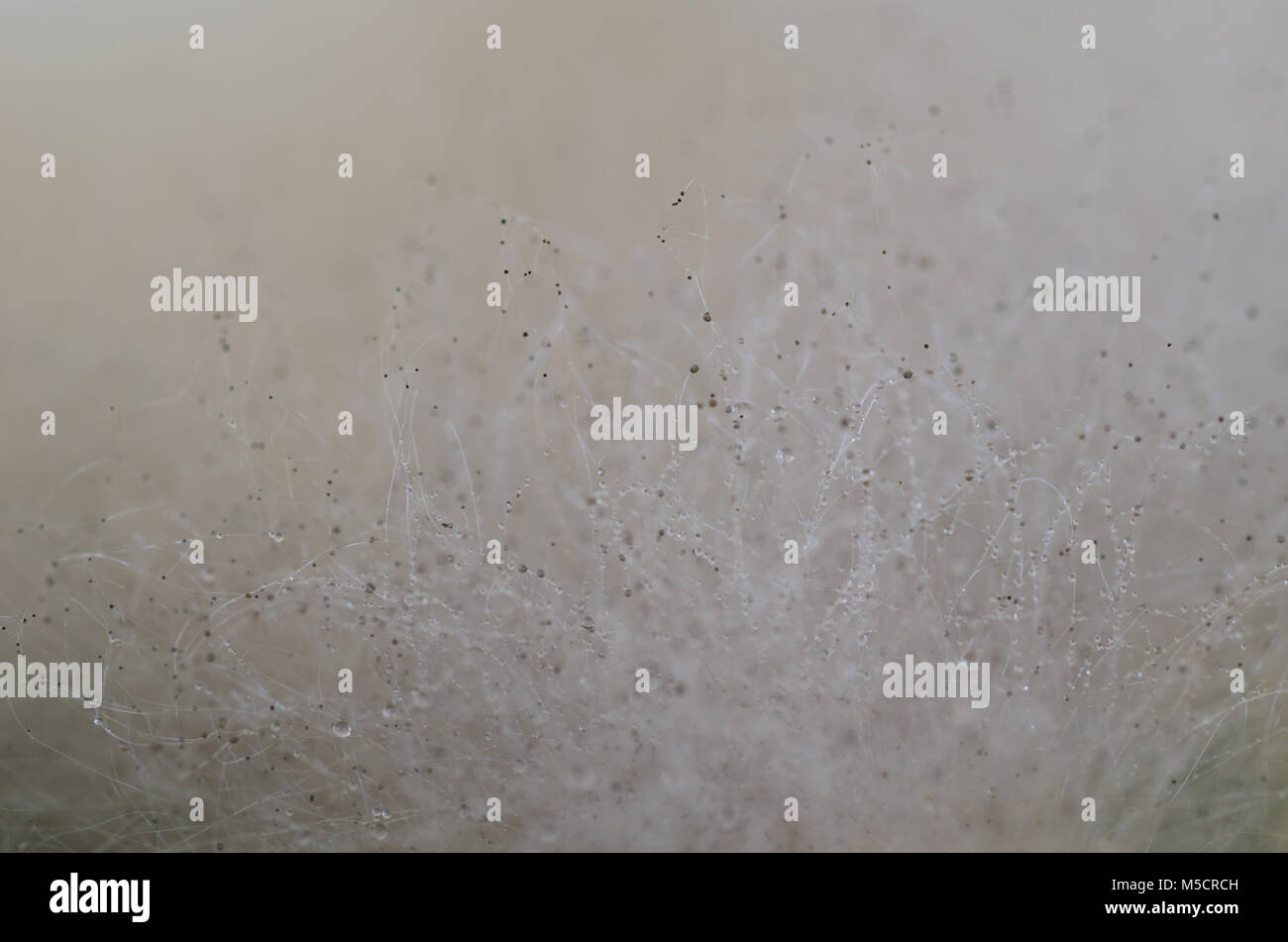 Nahaufnahme, Makrofotografie von Schimmel auf schimmelige Lebensmittel Stockfoto