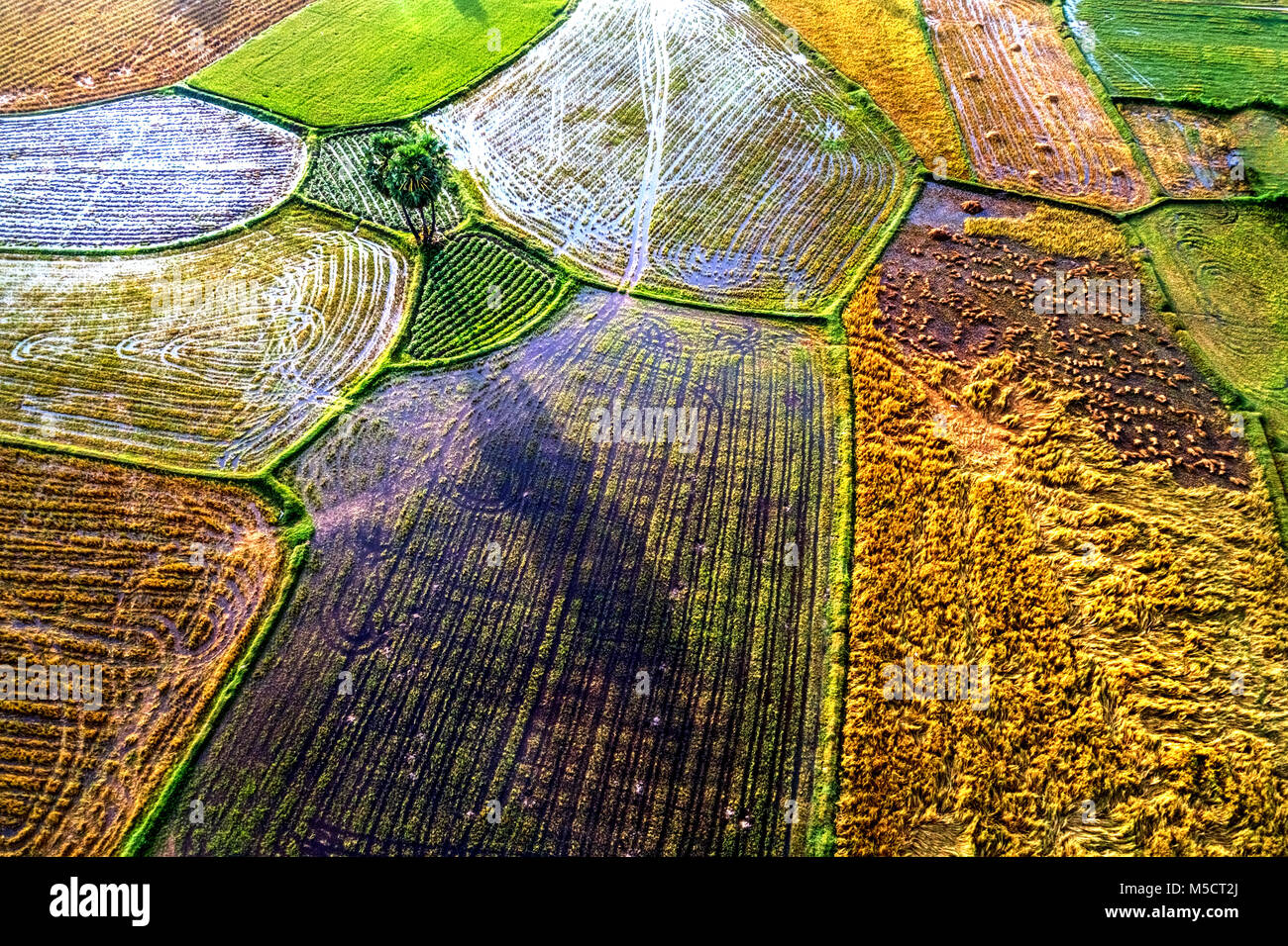 Ta Pa Reisfeld im Mekong Delta, ein Giang, Vietnam Stockfoto