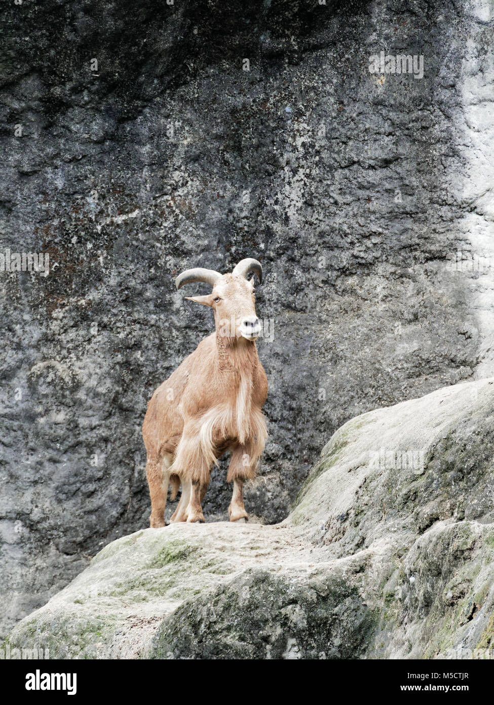 Braun Serow stehend auf der Klippe mit Rock Hintergrund Stockfoto