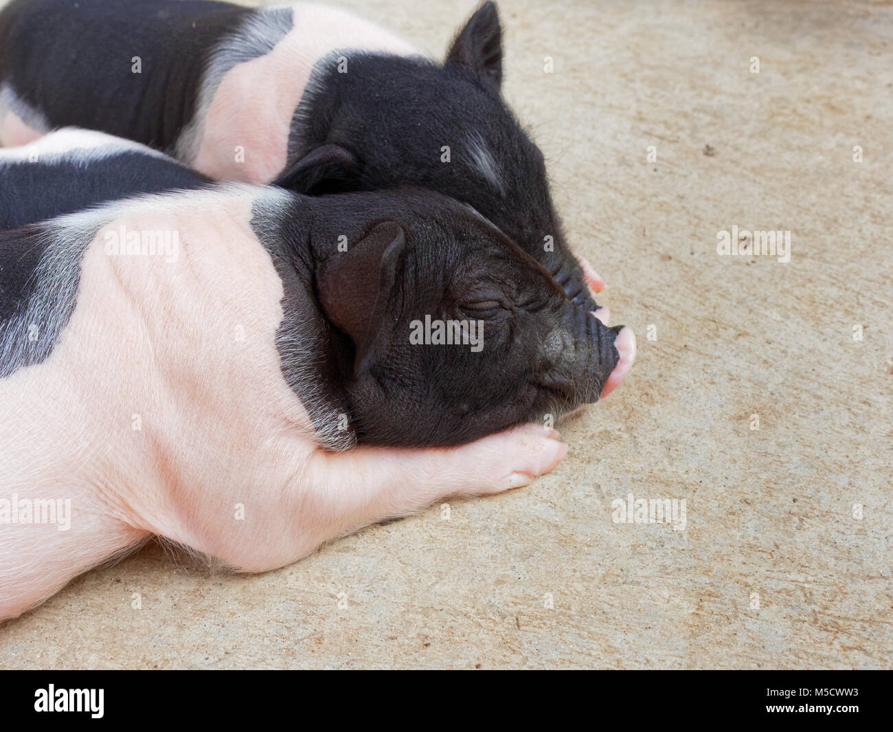Rosa und schwarzen Neugeborenen Ferkel schlafen und kuscheln in der Farm Stockfoto
