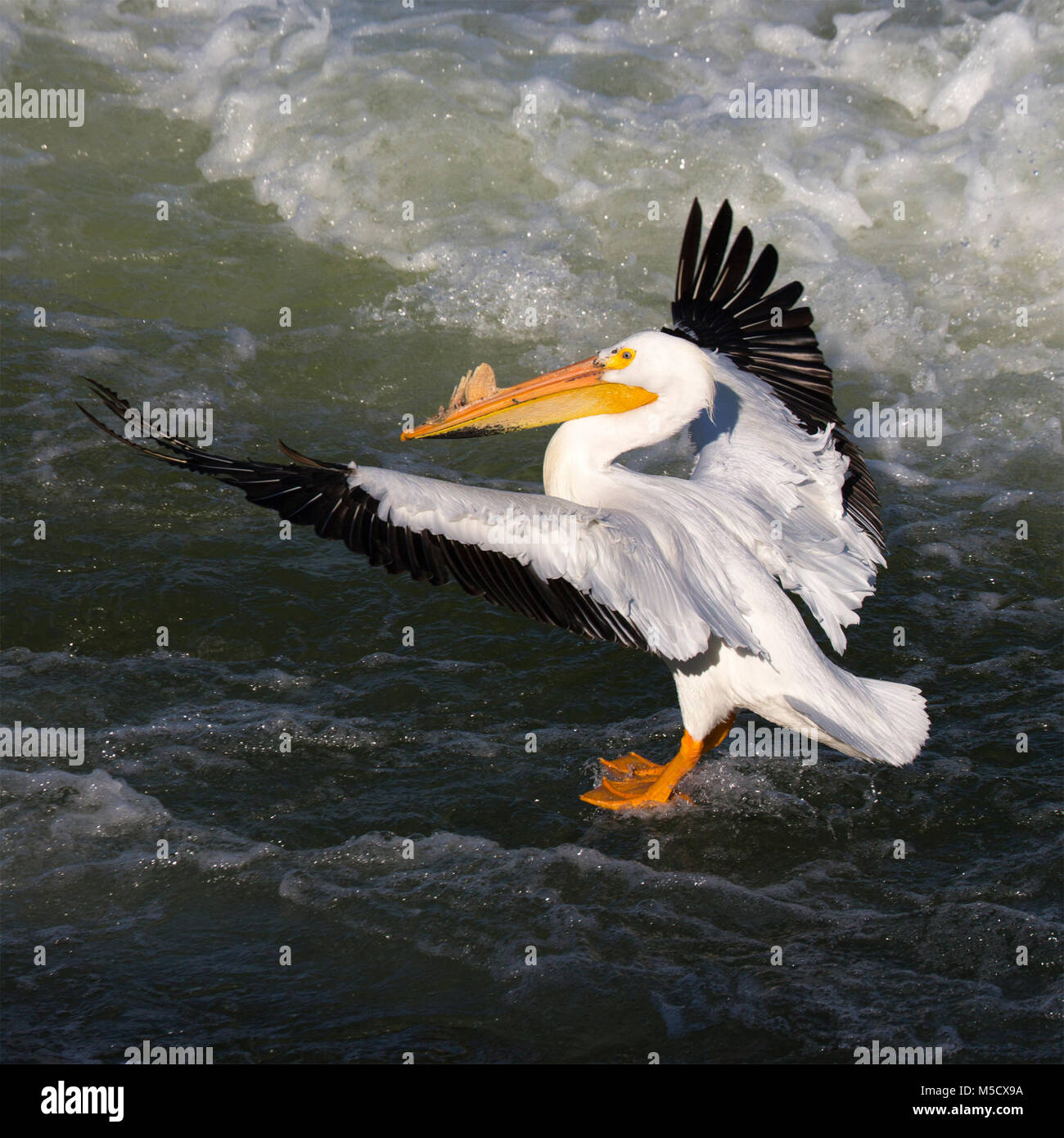 American White Pelican (Pelecanus erythrorhynchos) beim Start vom Saskatchewan River in Saskatoon Stockfoto