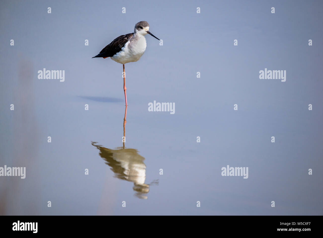 Ein schwarz geflügelte Stelzenläufer Vogel stehen auf Flachwasser für Lebensmittel Stockfoto