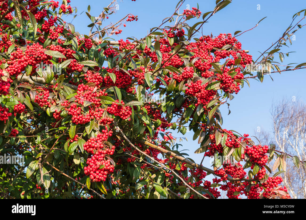 Kleine rote beeren Fotos und Bildmaterial in hoher Auflösung Alamy