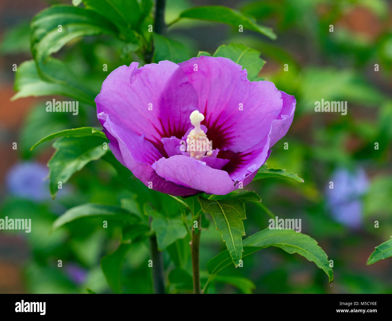 Rose von Sharron Hibiscus syriacus Botanischen Gärten Hobart Tasmanien, Australien. Stockfoto