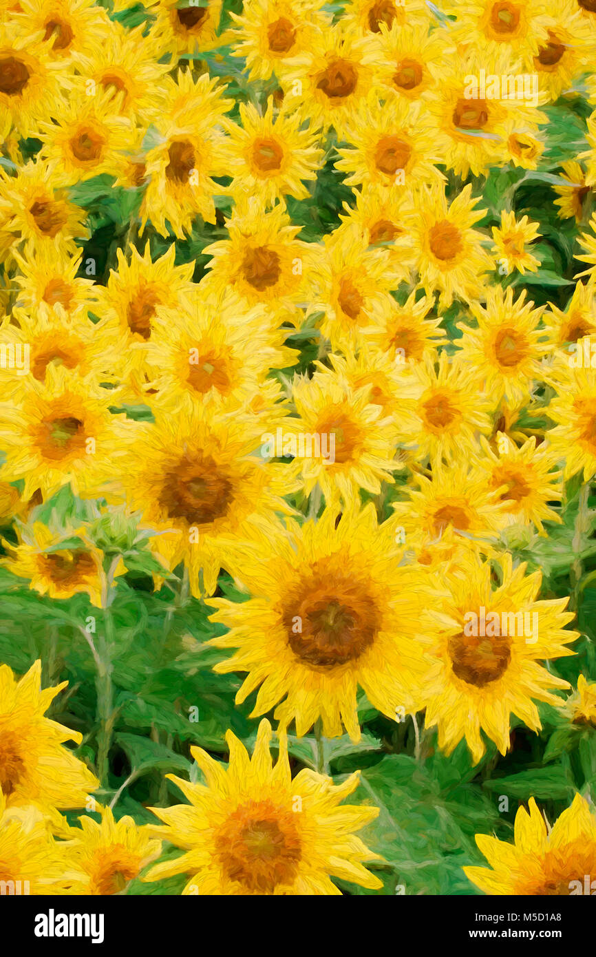 Der impressionistischen Kunst in einem schönen Feld mit Sonnenblumen Stockfoto