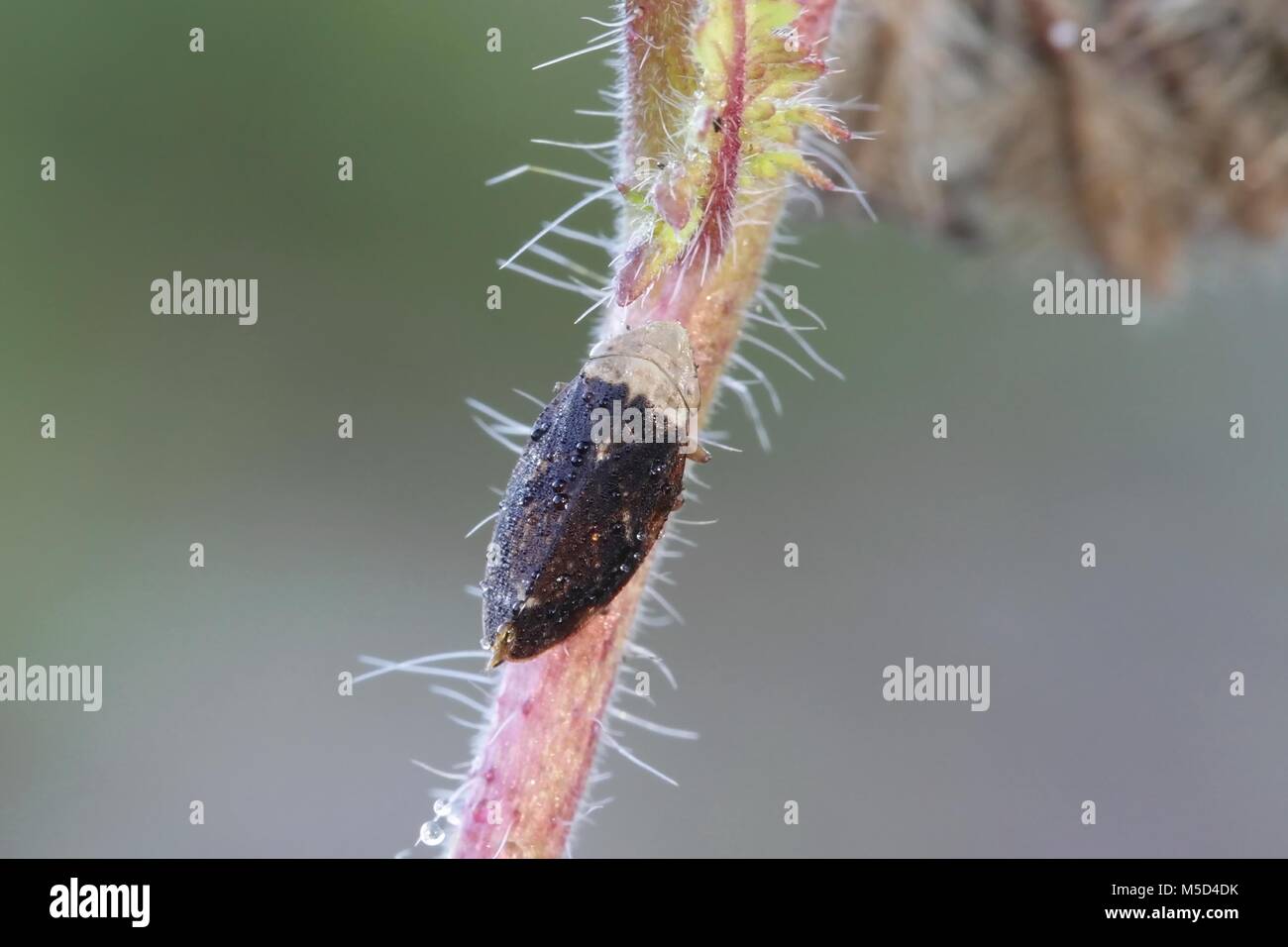 Wiese Blutzikade oder Spittlebug, Philaenus spumarius Stockfoto