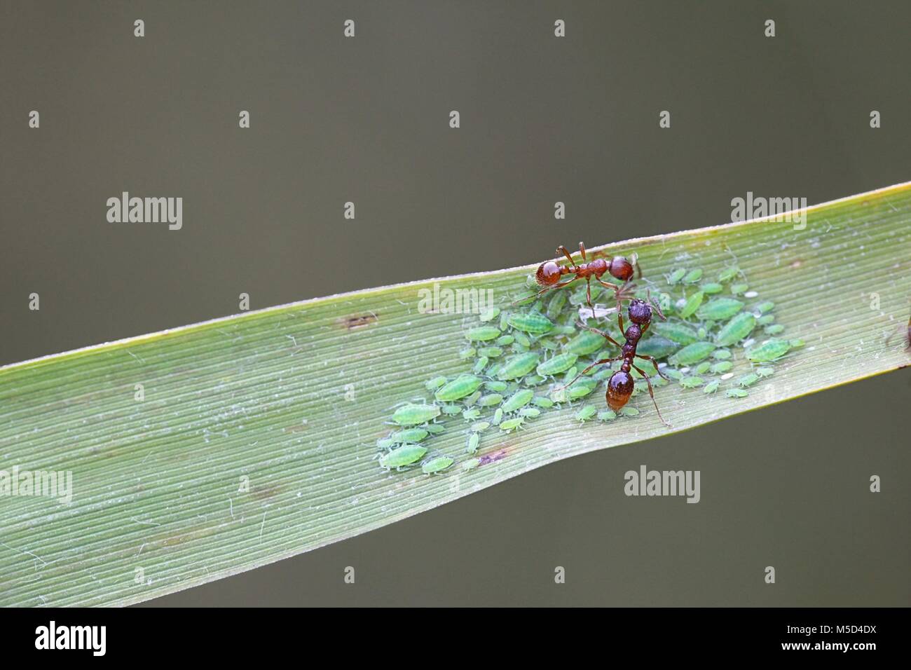 Ameisen hüten Blattläuse Stockfoto