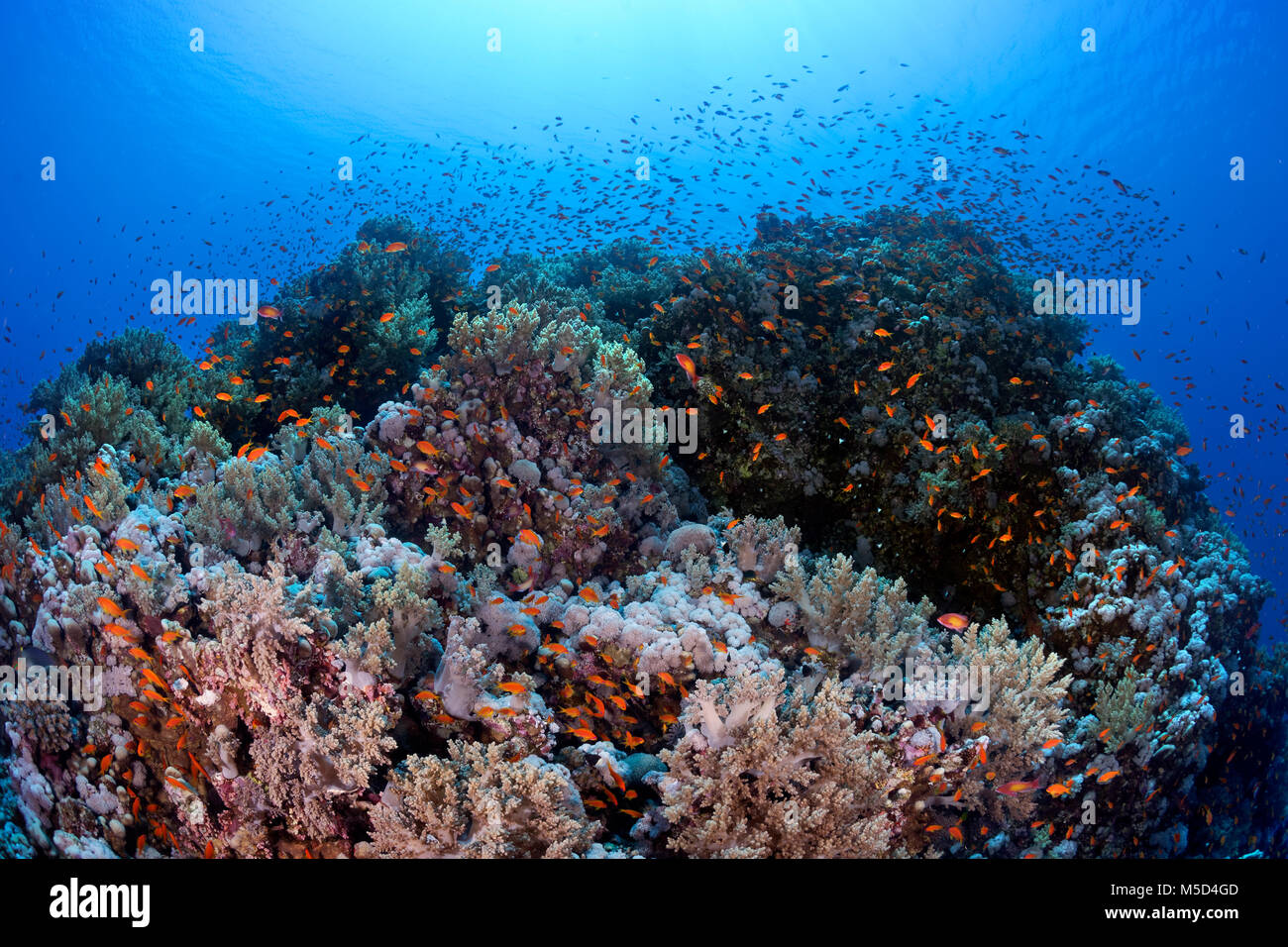 Typische Korallenriff, dicht mit Korallen bewachsen, mit shoal Anthias (Anthiinae), Rotes Meer, Ägypten Stockfoto