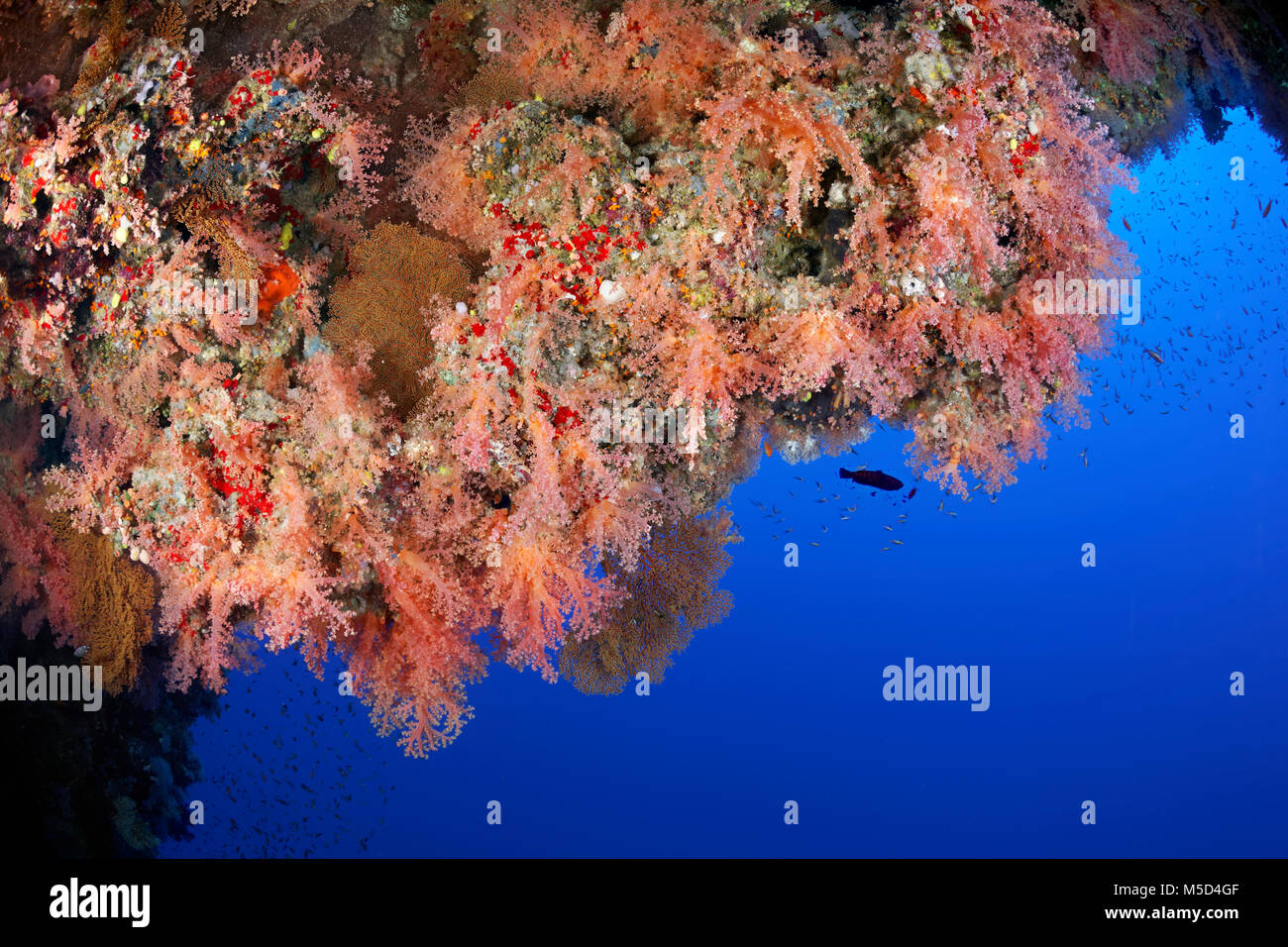Coral Reef, Vegetation mit verschiedenen weichen Korallen und Schwämme (Porifera), Rot, Rotes Meer, Ägypten Stockfoto