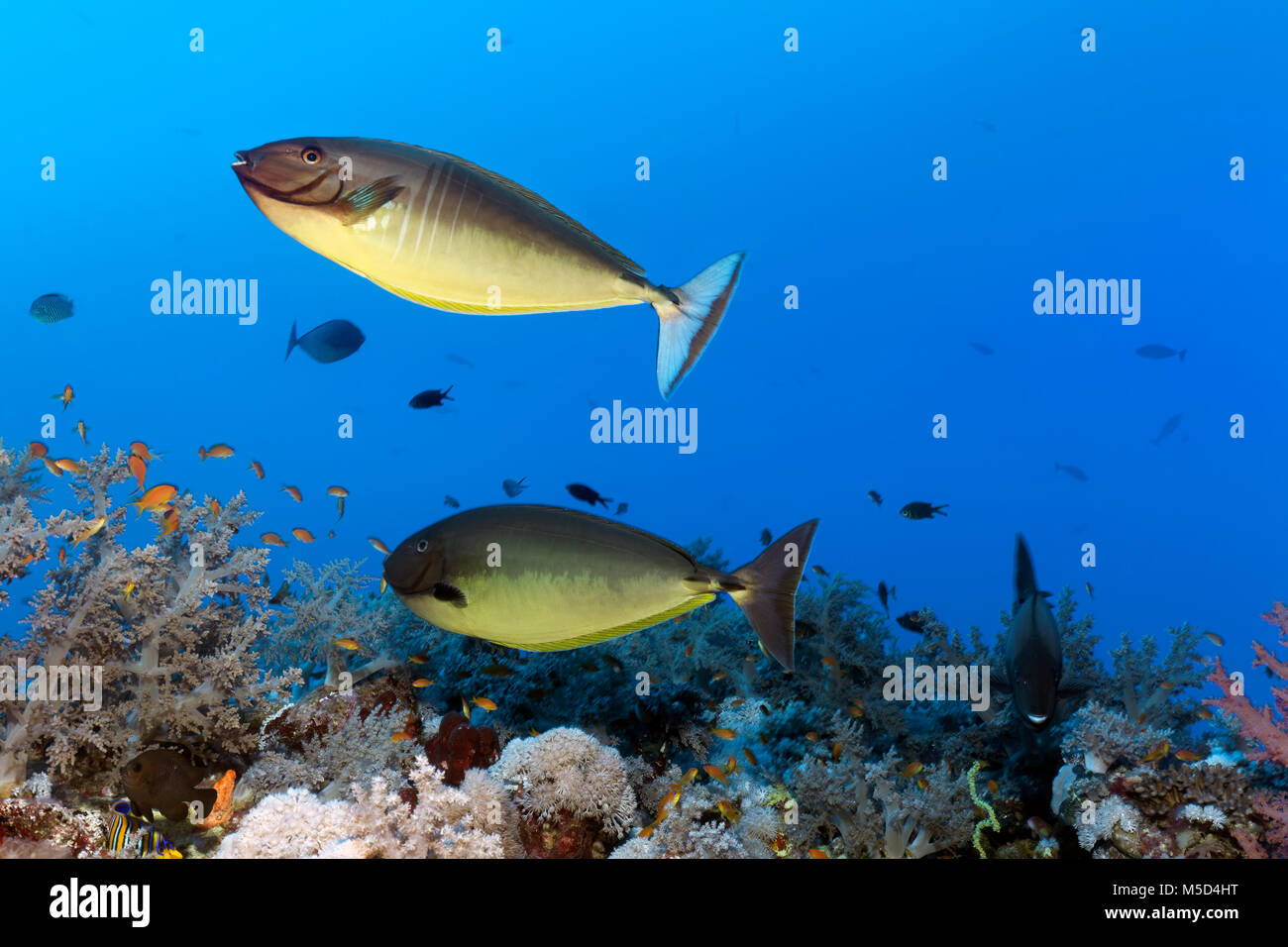Zwei Bluetail hexacanthus Nasendoktorfisch (NASO) über Coral Reef, Rotes Meer, Ägypten Stockfoto
