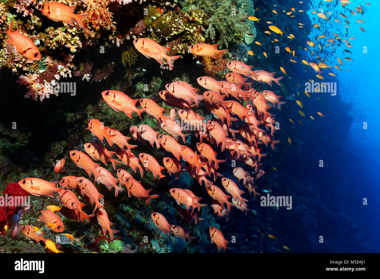 Schwarm Pinecone soldierfishes (Myripristis murdjan) am Korallenriff, Rotes Meer, Ägypten Stockfoto