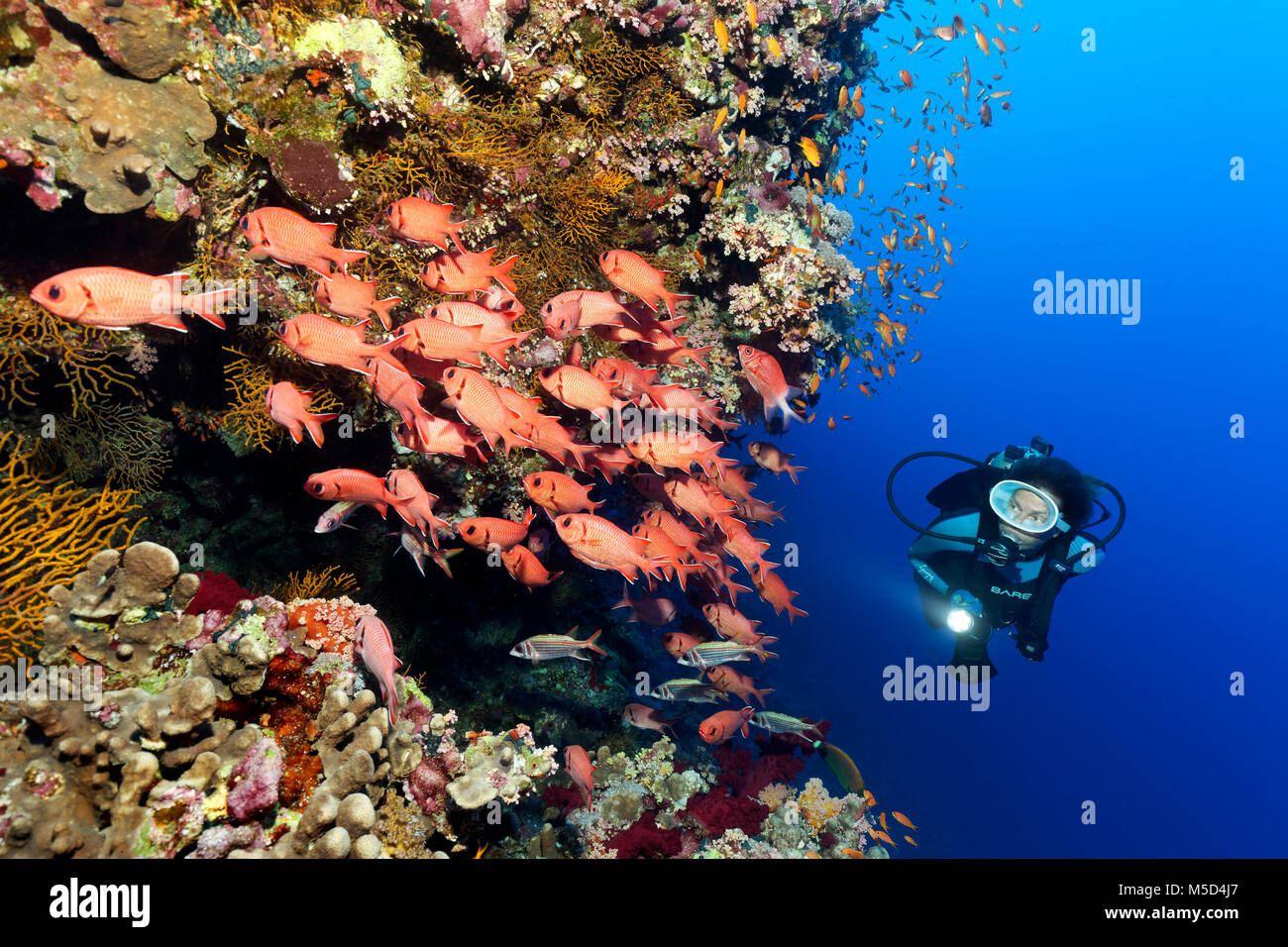 Taucher beobachtet Schwarm von Pinecone soldierfishes (Myripristis murdjan) am Korallenriff, Rotes Meer, Ägypten Stockfoto