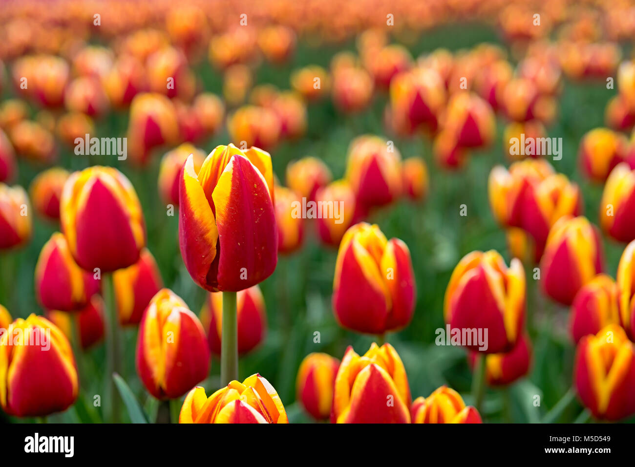 Field yellow tulips sunset Fotos und Bildmaterial in hoher Auflösung