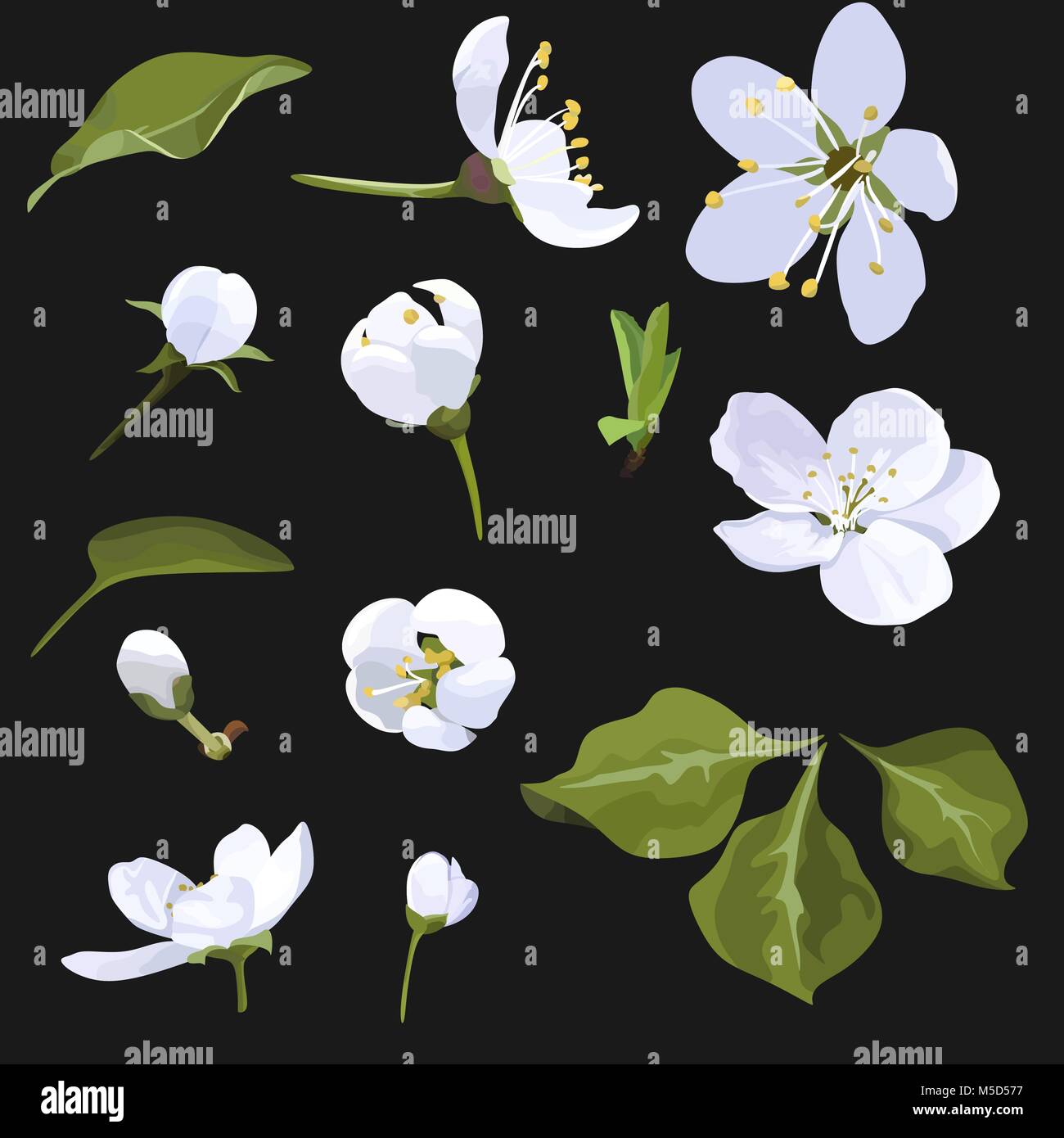 Apple Blossom Vector Clip Art Satz weiße Blume Bild auf schwarzem Hintergrund Cherry Blossom Stock Vektor