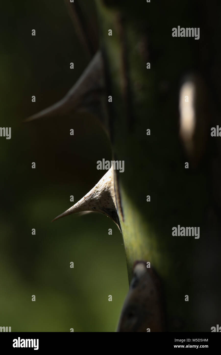 Grün, Garten, Hintergrund, natürlichen, schönen, Natur, Glanz, Makro, Spike, Detail, Licht und Schatten, Spike Rosen, Abend, Feder Stockfoto
