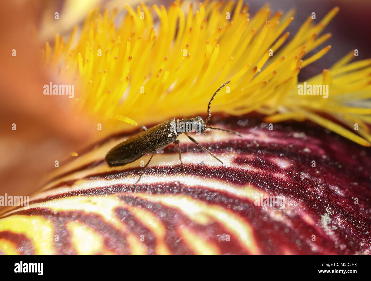 Käfer, Farben, Blüten, Blumen, Makro, mit Farben, Shell, Textur gesättigt, ungewöhnliche Käfer Stockfoto