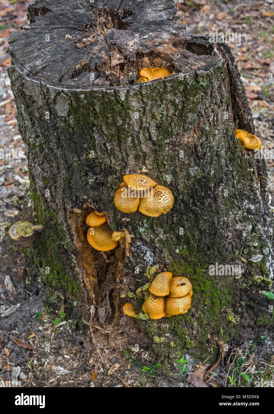 Pilze wachsen auf einer verfallenden Baumstumpf im Norden von Florida. Stockfoto