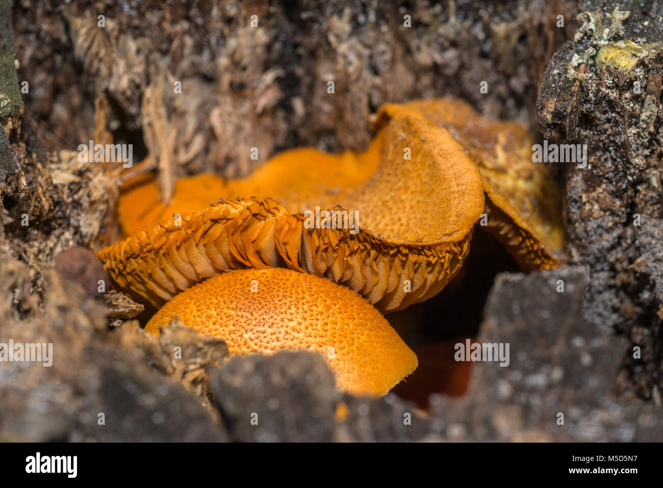 Pilze wachsen auf einer verfallenden Baumstumpf im Norden von Florida. Stockfoto