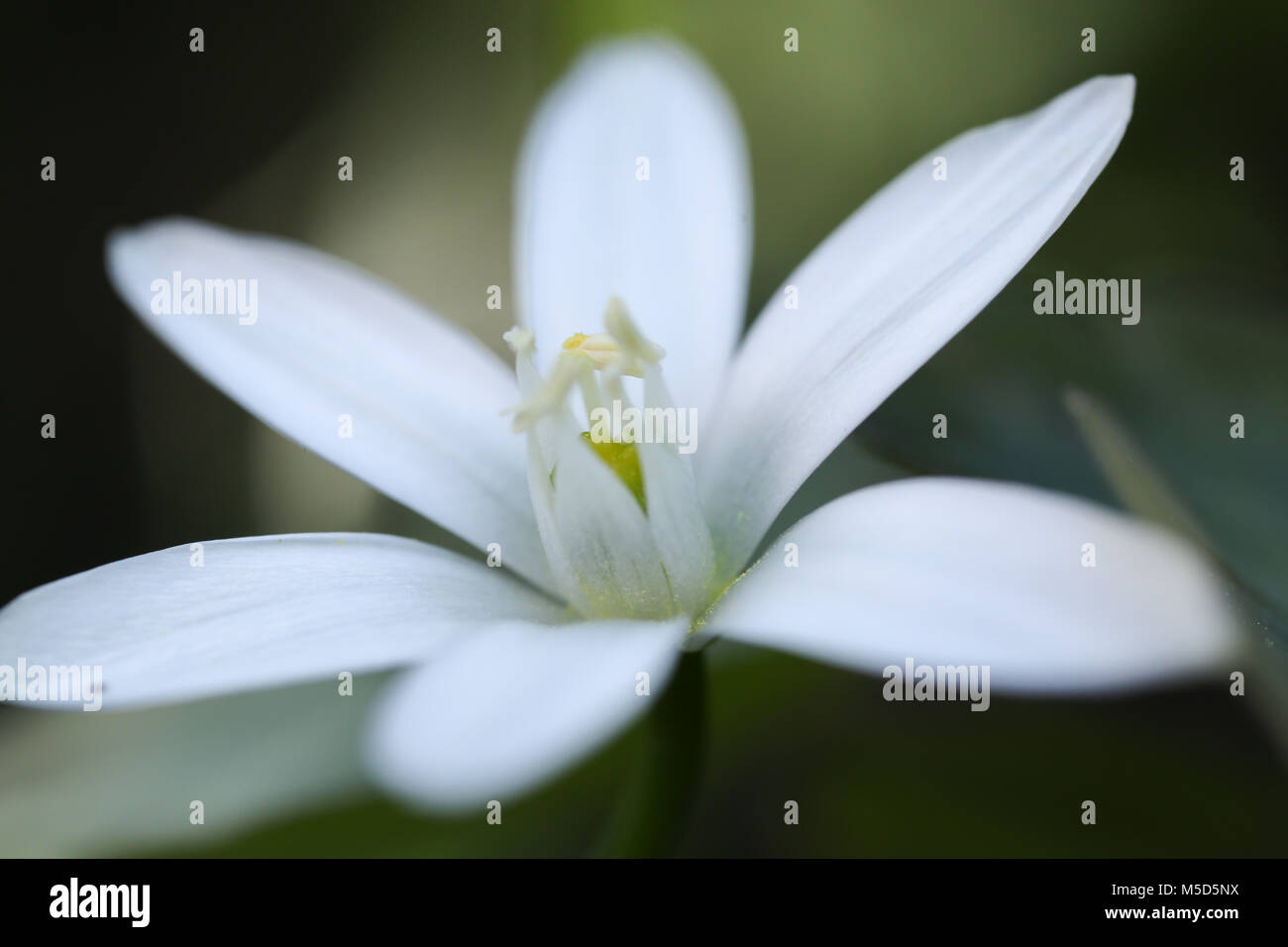 Flora, Blume, Garten, Hell, licht, Jahreszeit, Blüte, Natur, Blumen, Schönheit, schön, Blütenblatt, Pflanze, Blume, Grün, Natur, Frühling, Blume Frühling Stockfoto