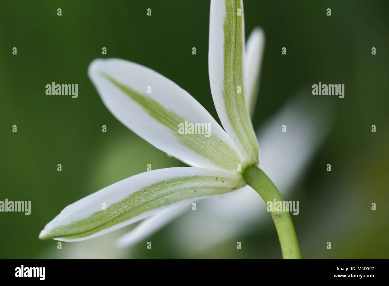 Flora, Blume, Garten, Hell, licht, Jahreszeit, Blüte, Natur, Blumen, Schönheit, schön, Blütenblatt, Pflanze, Blume, Grün, Natur, Frühling, Blume Frühling Stockfoto