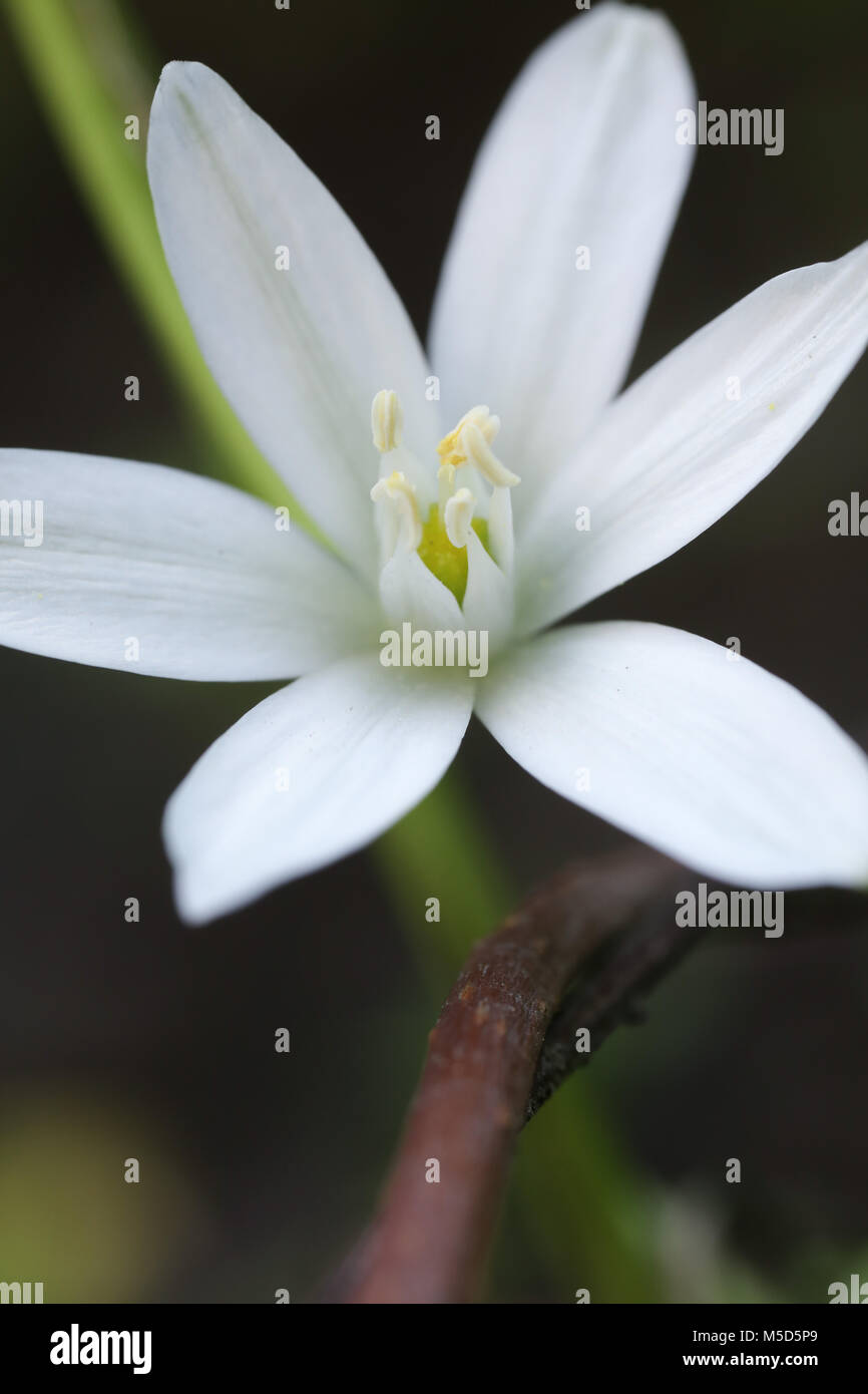 Flora, Blume, Garten, Hell, licht, Jahreszeit, Blüte, Natur, Blumen, Schönheit, schön, Blütenblatt, Pflanze, Blume, Grün, Natur, Frühling, Blume Frühling Stockfoto